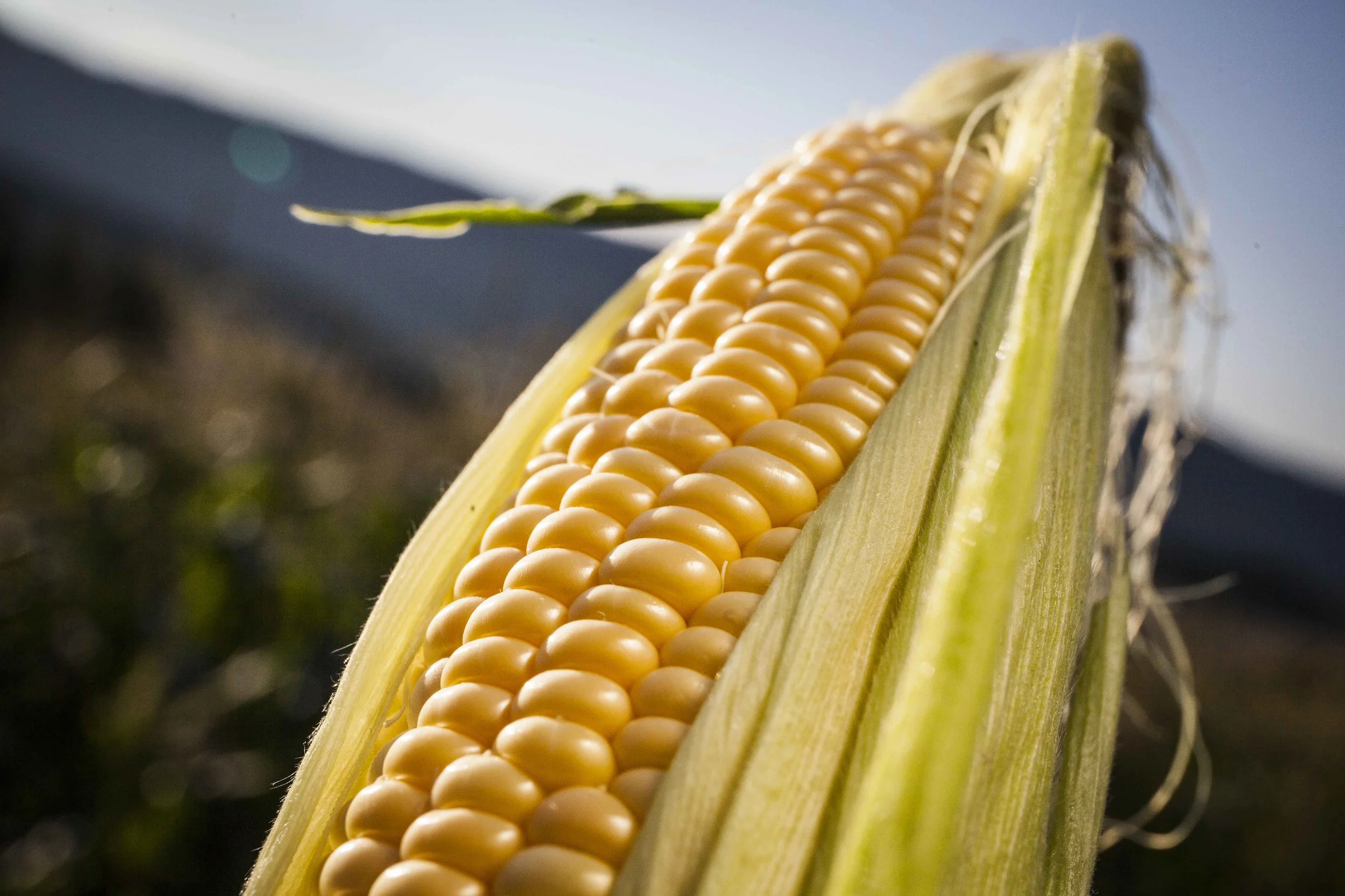 Mye god mais denne uka!