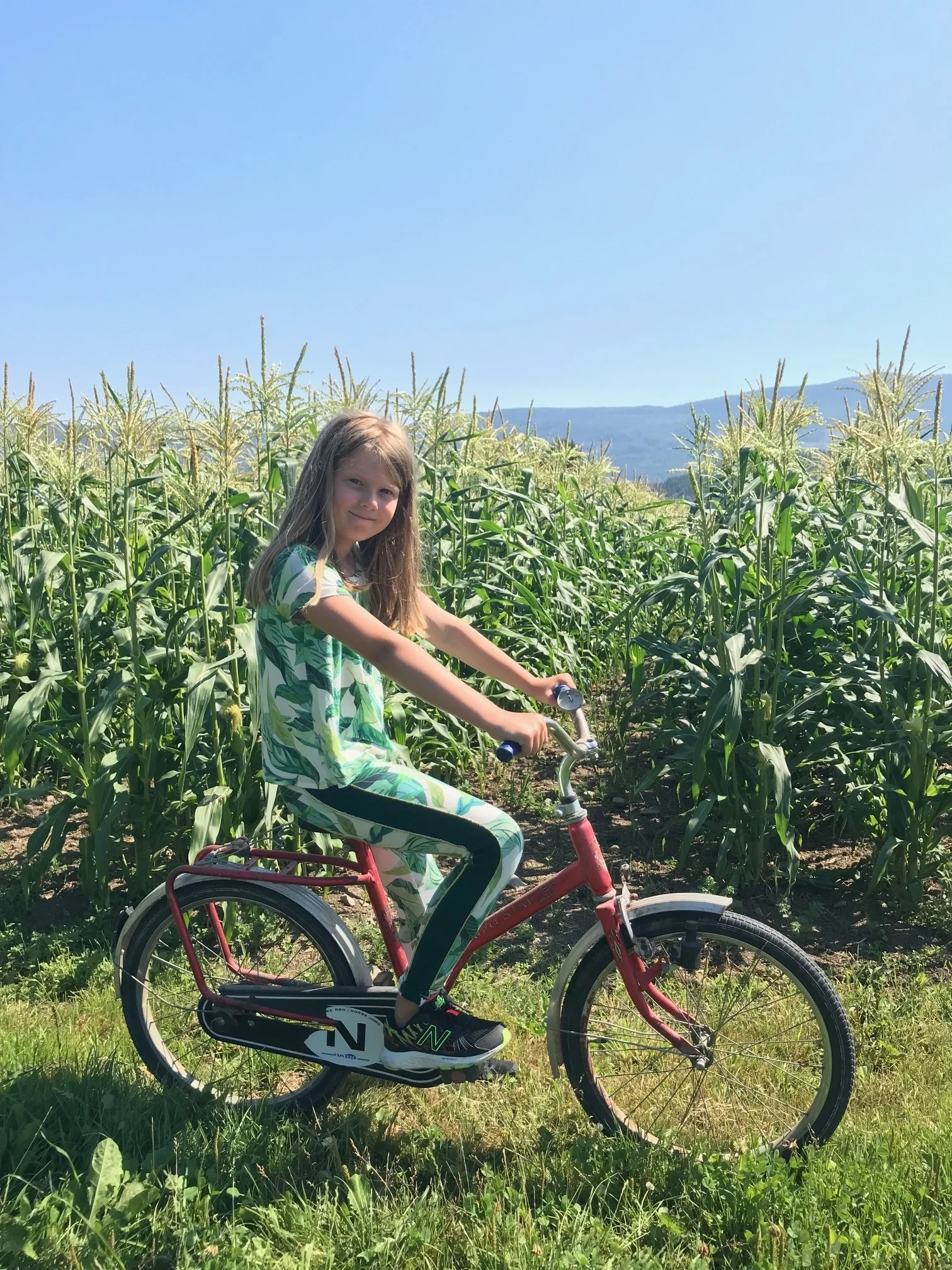 Maisen vokser raskt i varmen