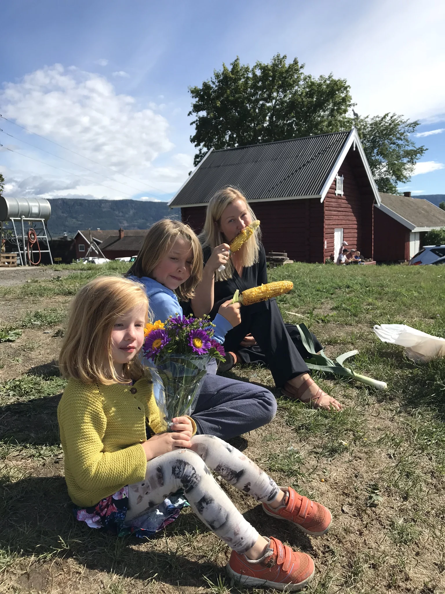 Siste helg med selvplukk av mais!