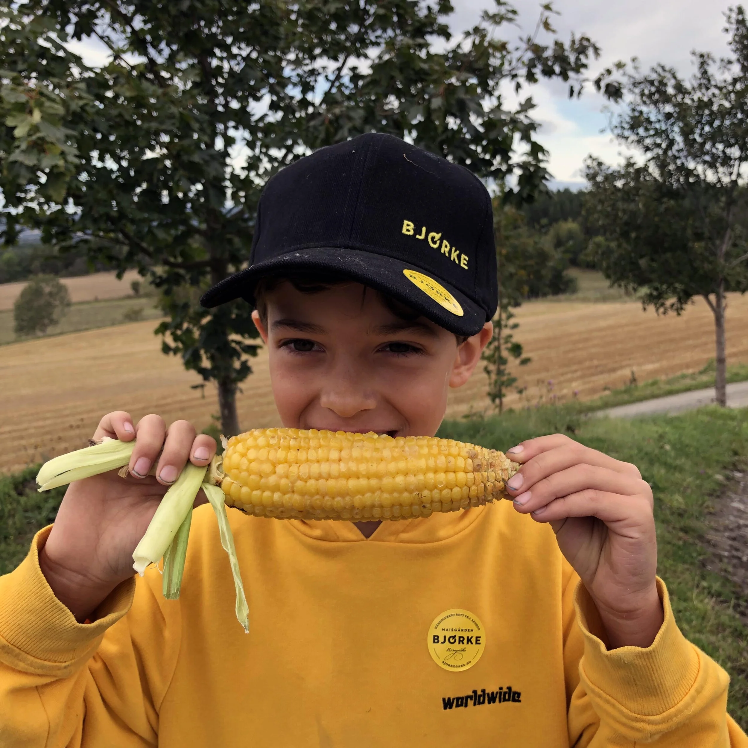 Siste sjanse for maisplukking denne sesongen