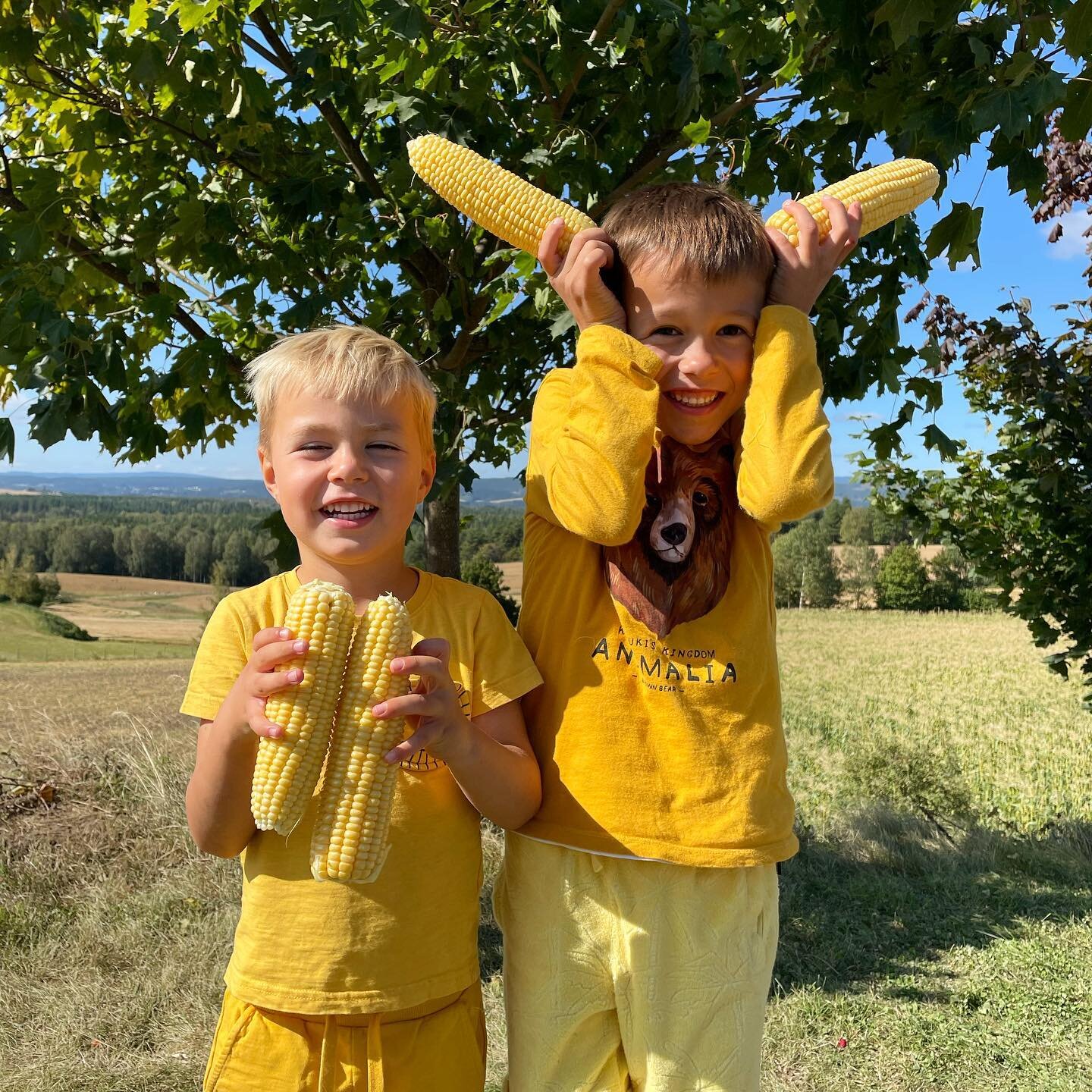 Kledd for anledningen! Disse to gule guttene koste seg med selvplukk av mais i g&aring;r. I dag har vi &aring;pen g&aring;rdsbutikk og selvplukk av mais fra kl 11-17. #mais #selvplukk #corn #g&aring;rdsbutikk #ringerike #holekommune #bj&oslash;rkeg&a