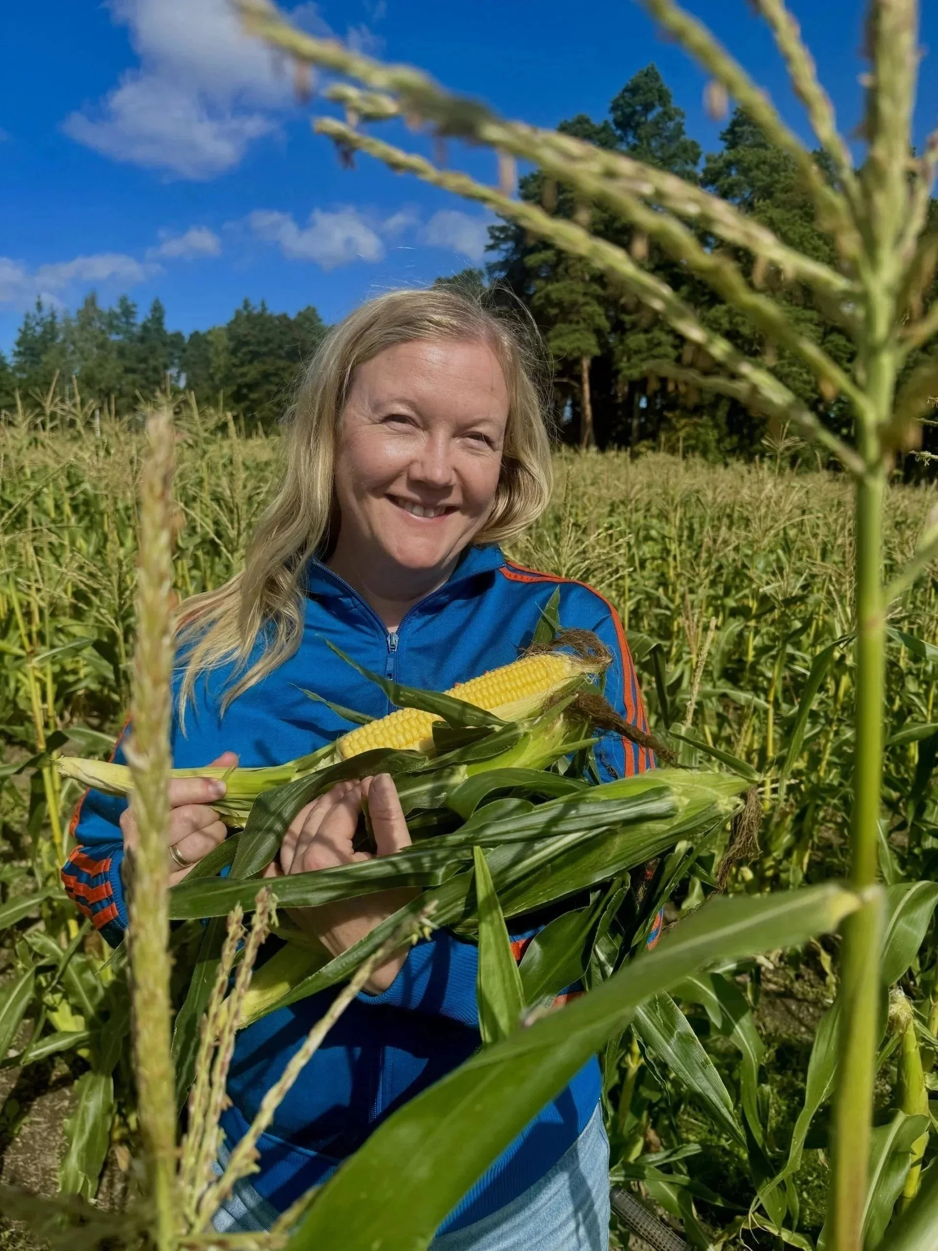 Vi tjuvstarter maissesongen søndag 16. august