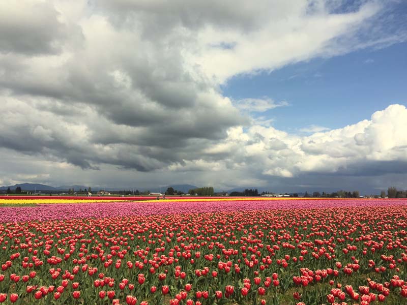 Tulip Fields in Skagit County.