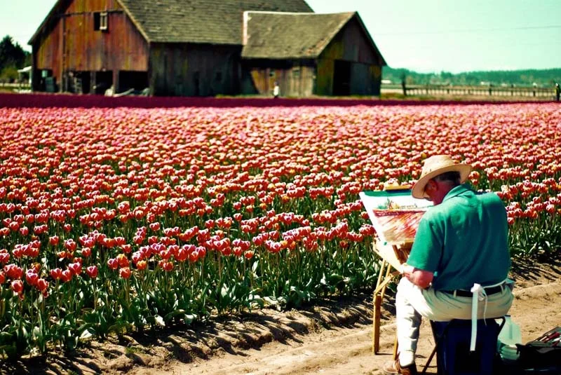 Tulip Fields in Skagit County.