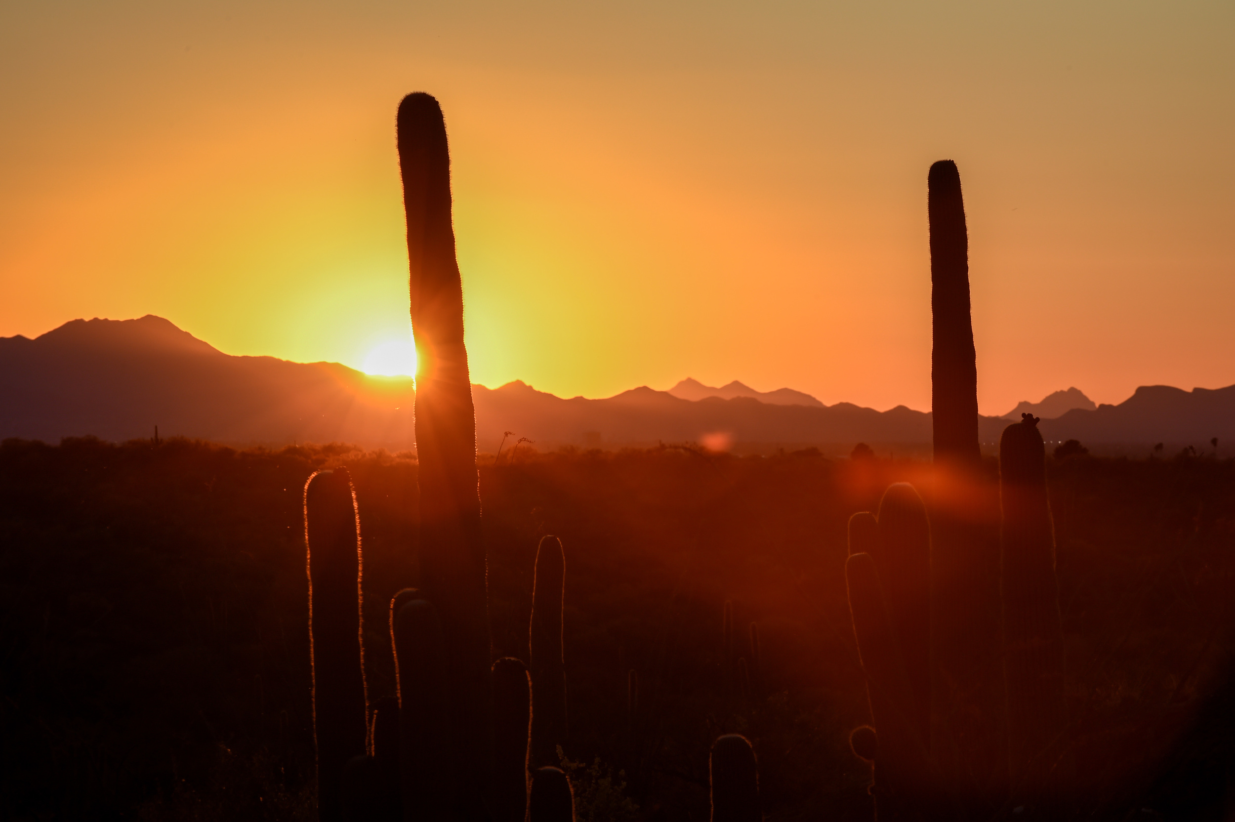  Saguaro National Park 