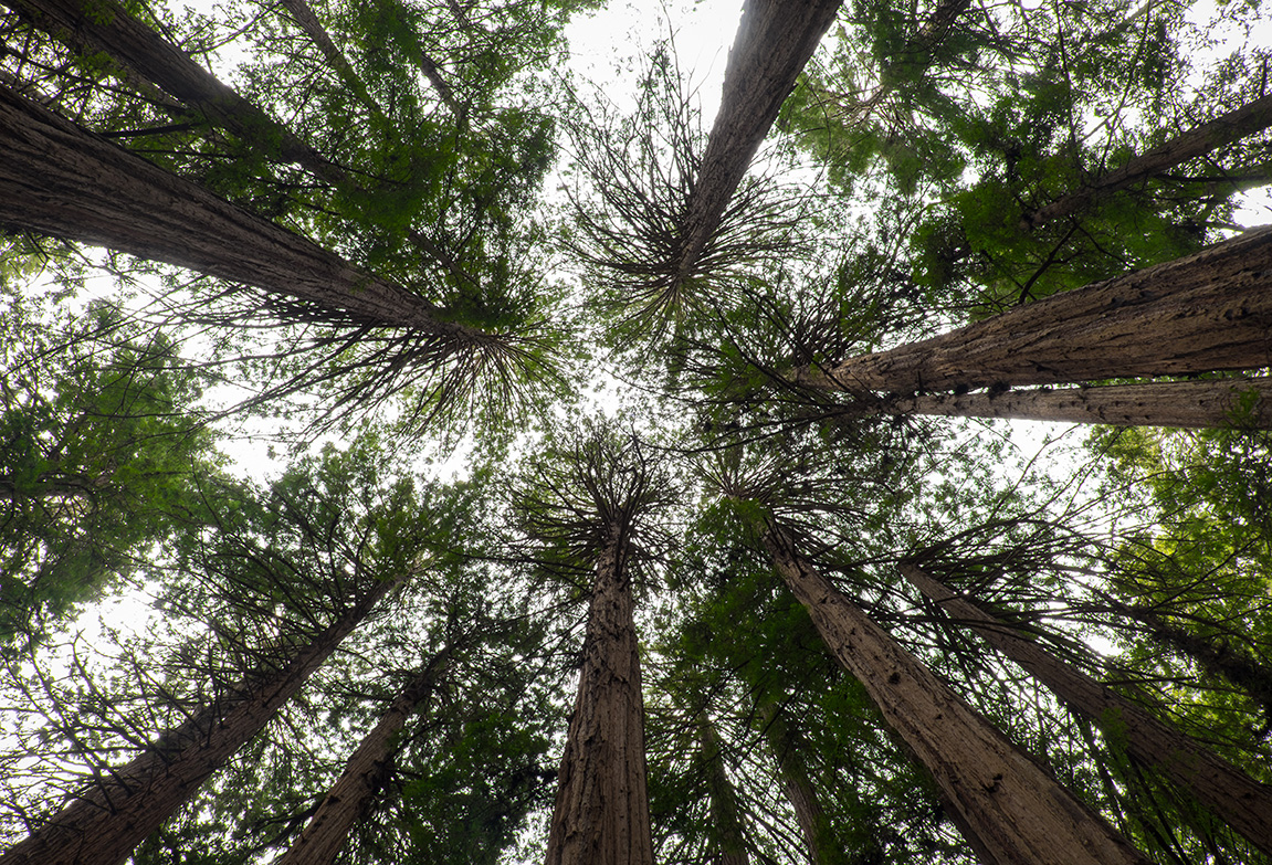 There are a few places along the trail such as Cathedral Grove where you are able to get nice canopy shots from the trail. Fujifilm XT1, 0.3 sec @ f14, ISO 200