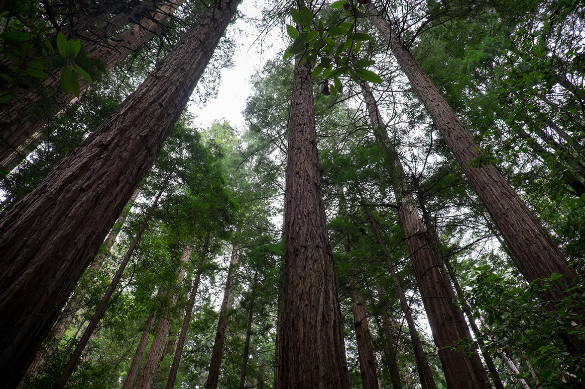 Shooting from a low angle with a wide-angle lens enhances the grandeur. Fujifilm XT1, 1/8 @ f8, ISO 400.