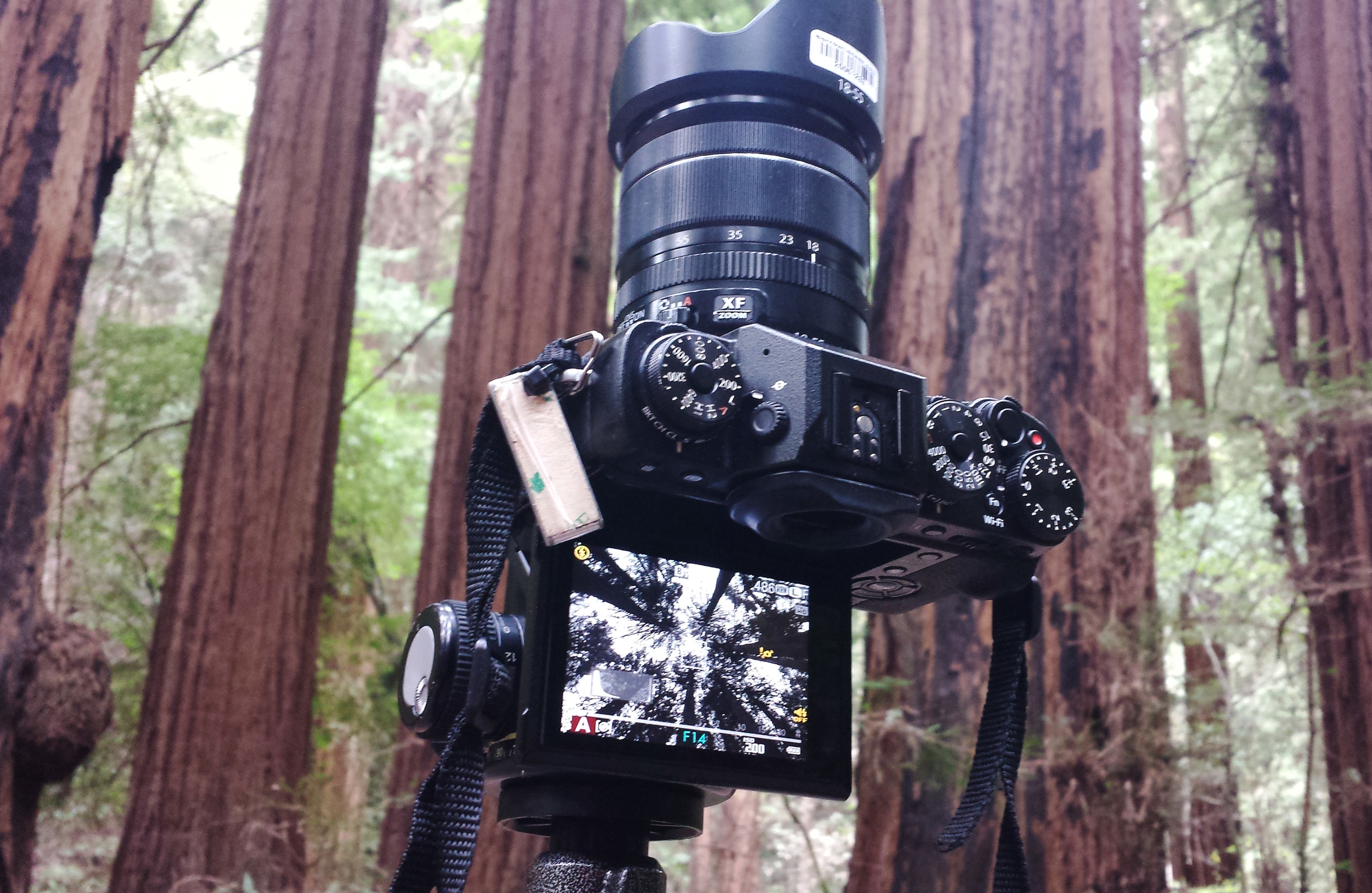 Having a tiltable LCD screen meant that it was extremely easy to take this shot with the camera pointing straight up.