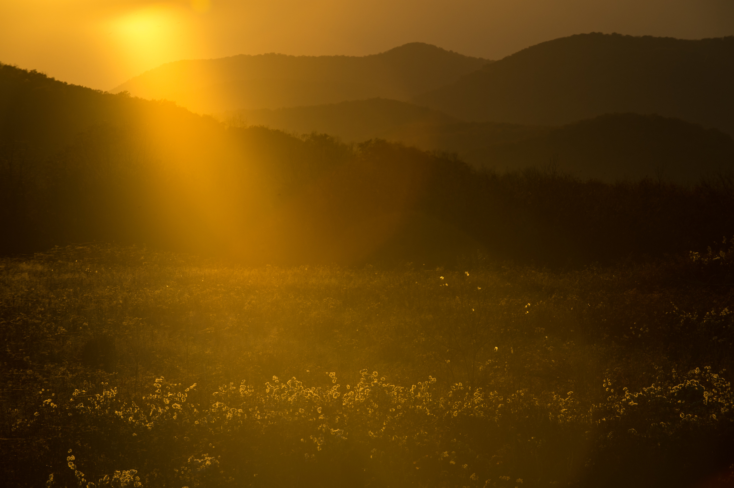 This photograph which was taken one hour before sunset exhibits typical lens flare that causes artifacts usually in the shape of the iris. Lens flare is more common when using a zoom lens. ISO 200, f11 @ 1/500, with a Nikon 70-200 2.8 at 200mm.
