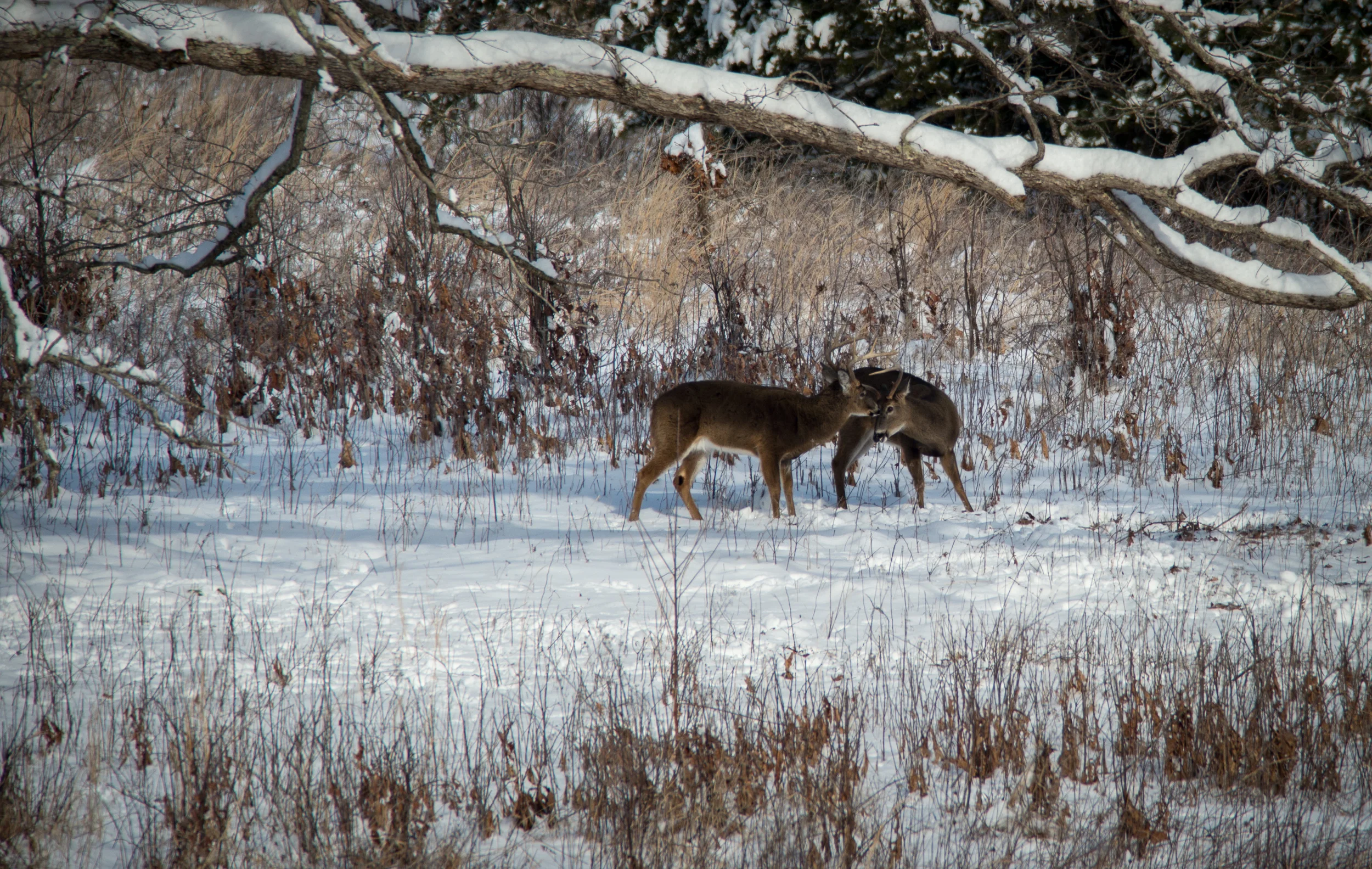 CadesCove-5.jpg