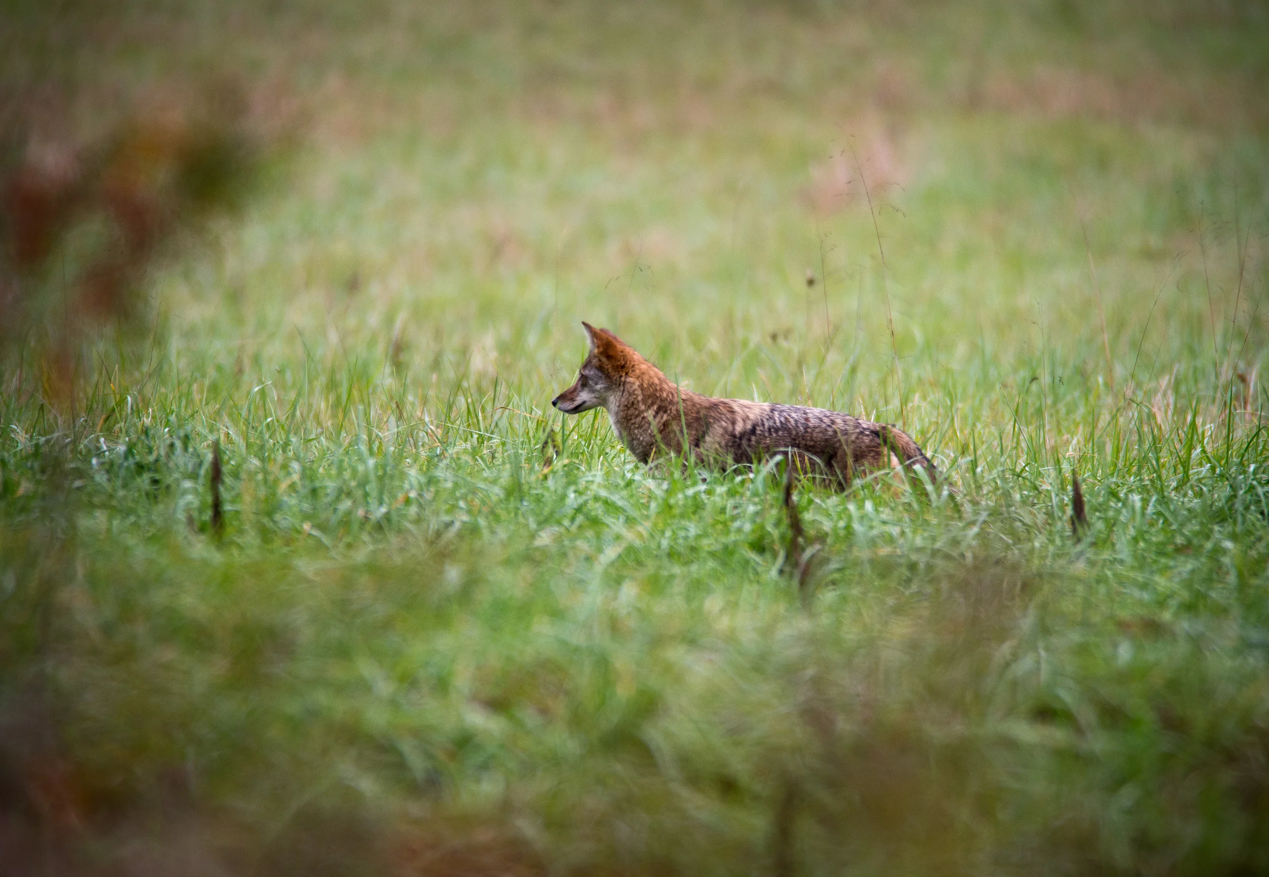 CadesCove-7.jpg