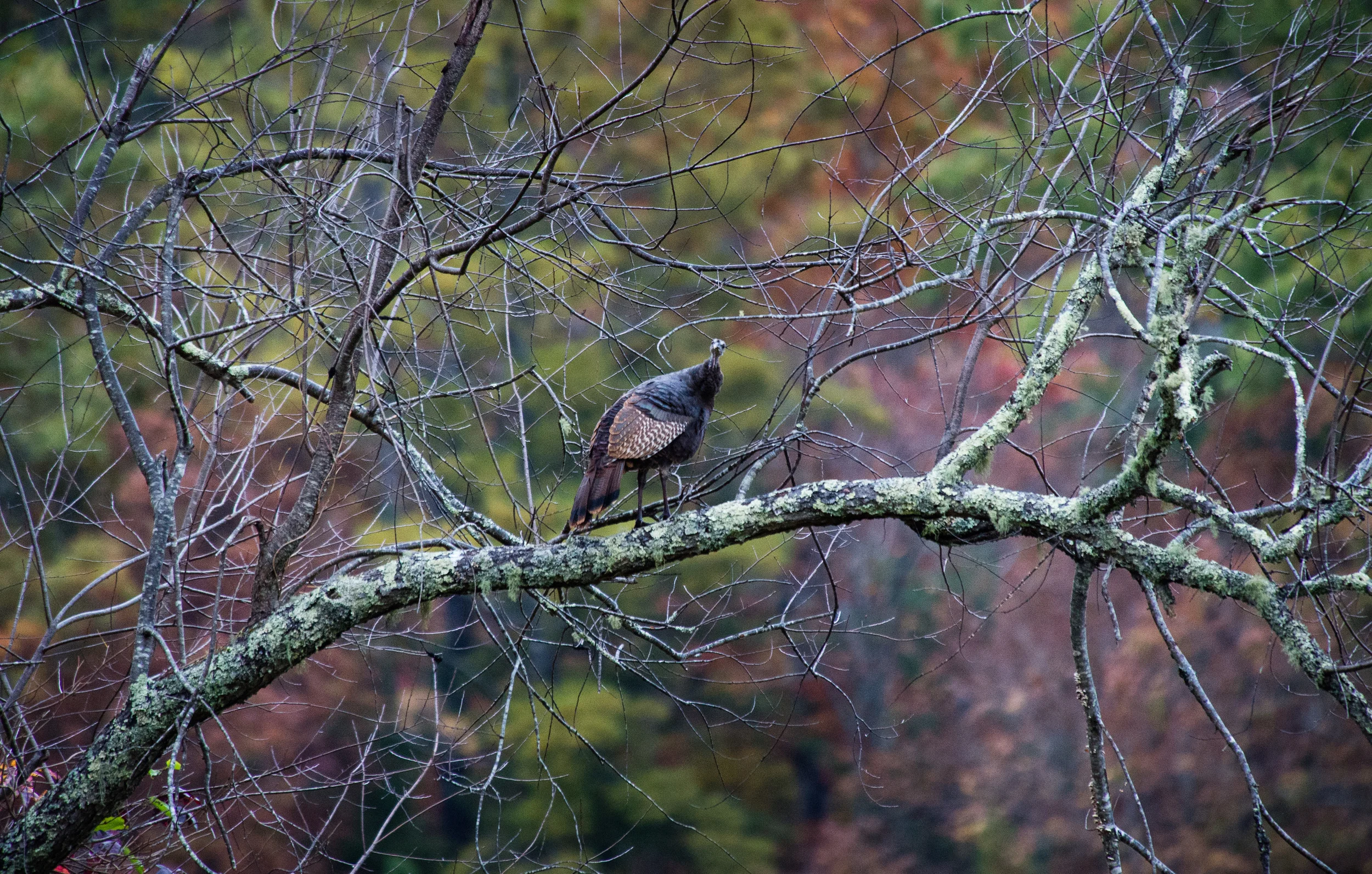 CadesCove-2.jpg