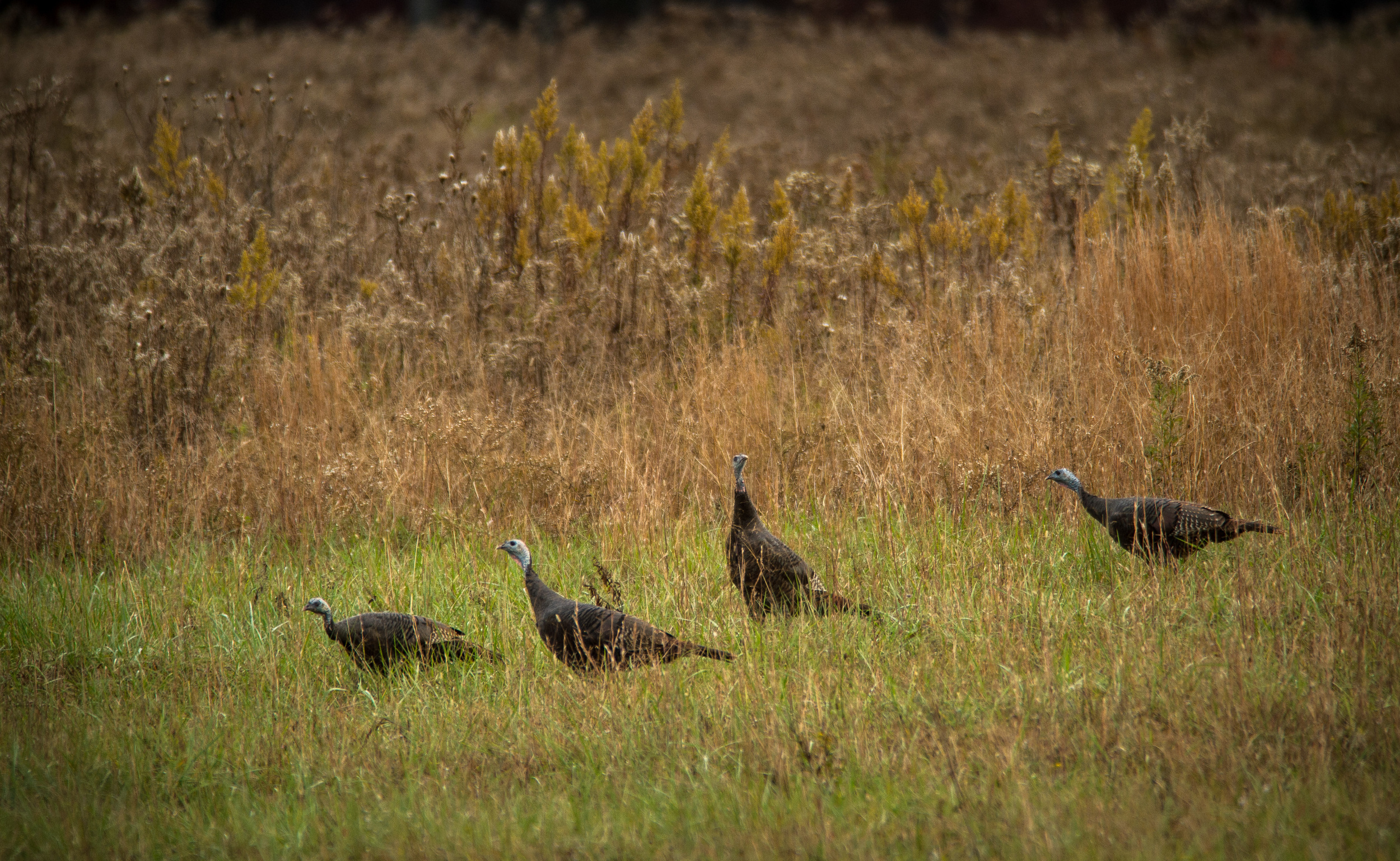 CadesCove-5.jpg