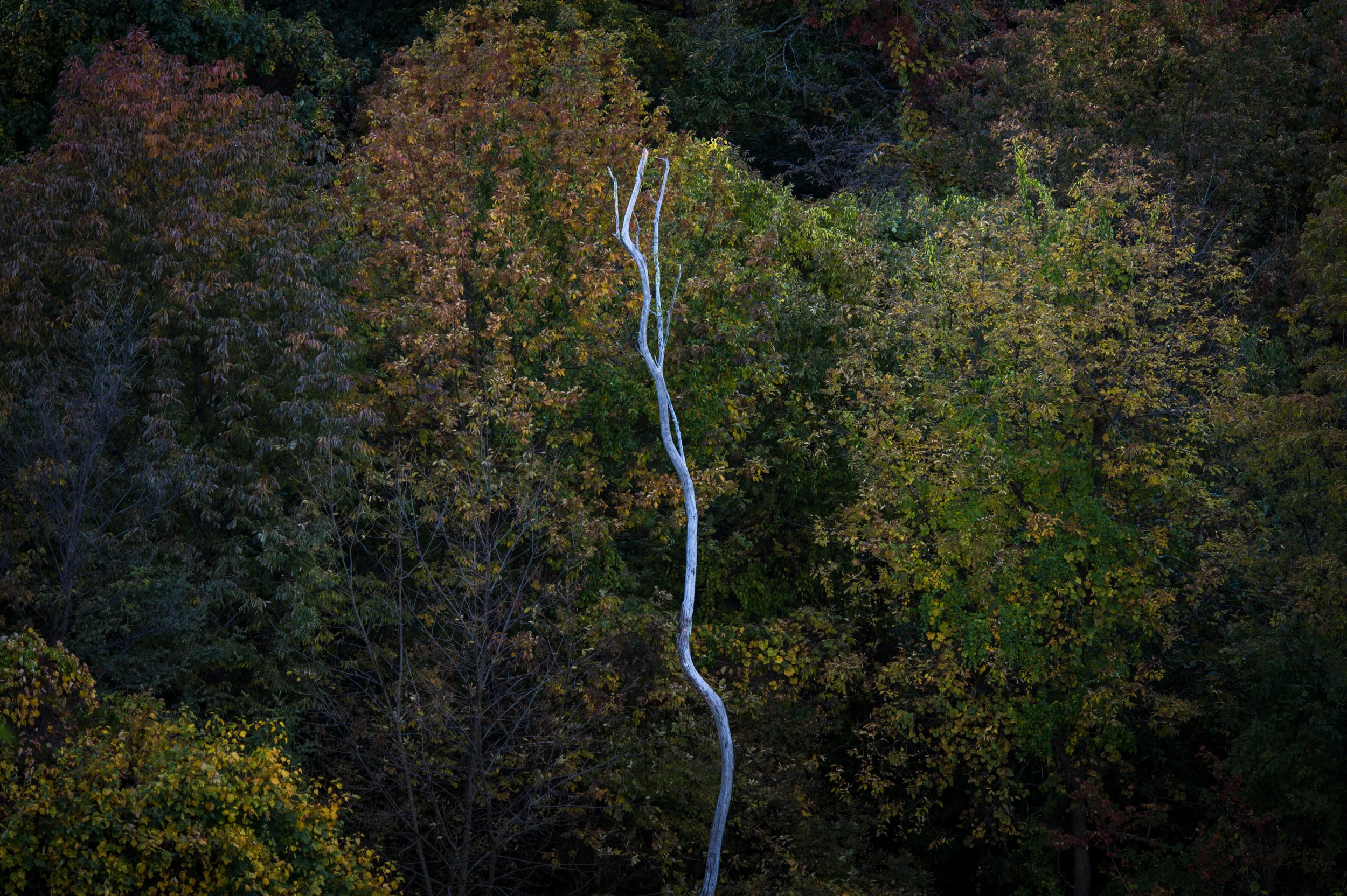 Shenandoah-4.jpg