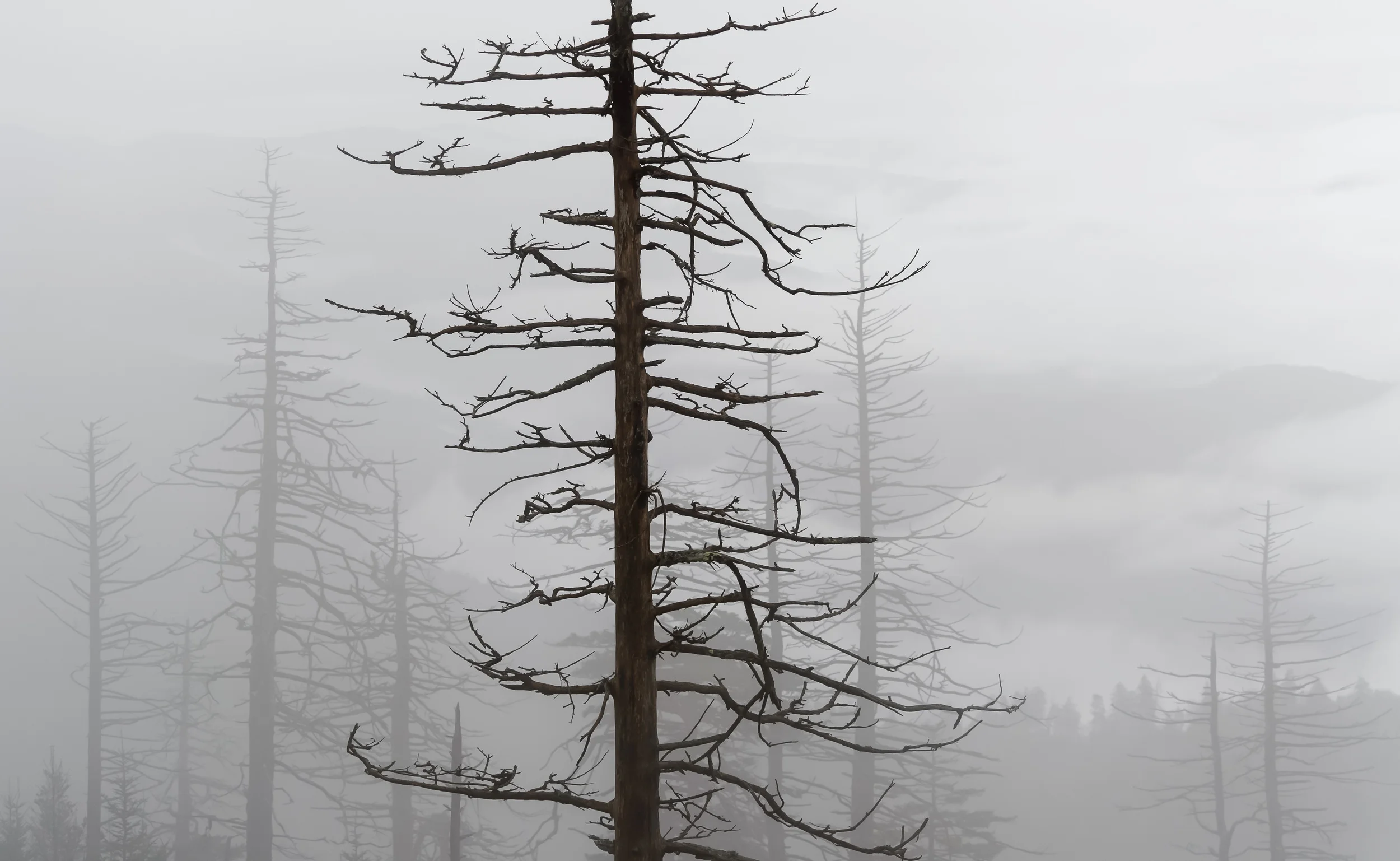 Smoky Mountain National Park