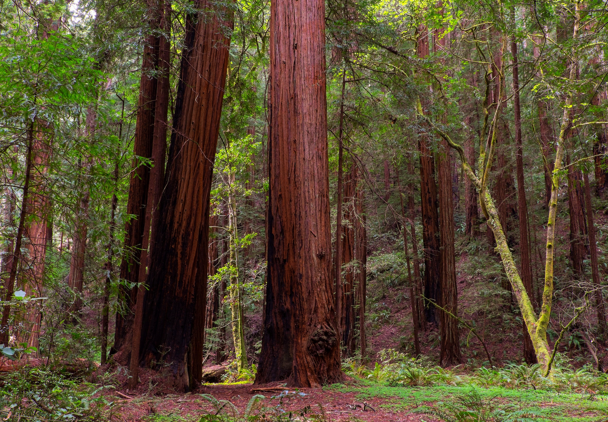  Muir Woods, California 