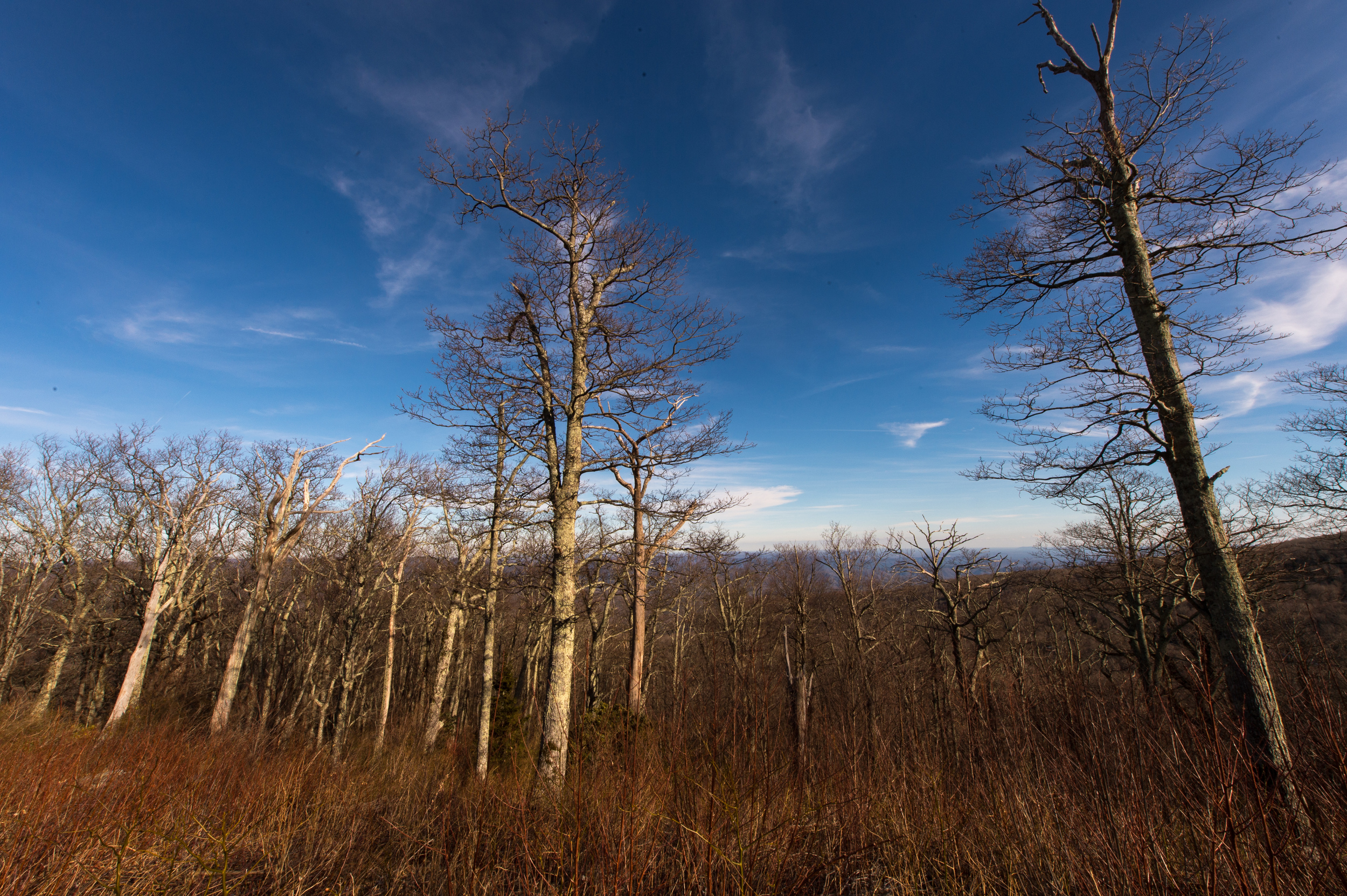 Along the very short section of the Blue Ridge Parkway I traveled, there were plenty of scenic overlooks, without much of a grand view, but these trees still proved interesting when taken from a low angle with a 14-24mm, 1/125 @ f22, ISO 200