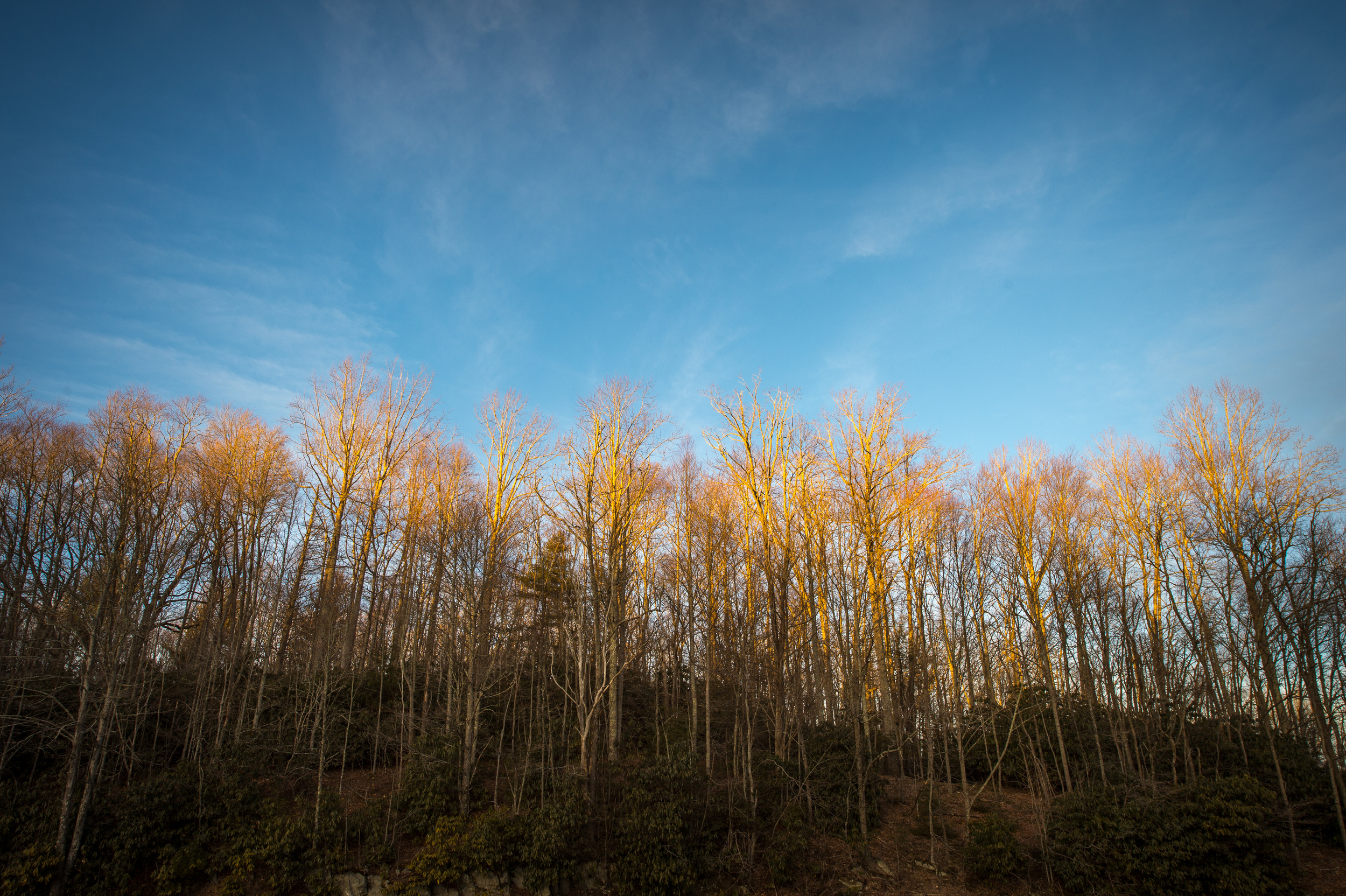 Once again it pays to turn around from the setting sun. This sunlight kissing the tops of these trees lasted only five minutes. 1/80 @ f9, ISO 200.
