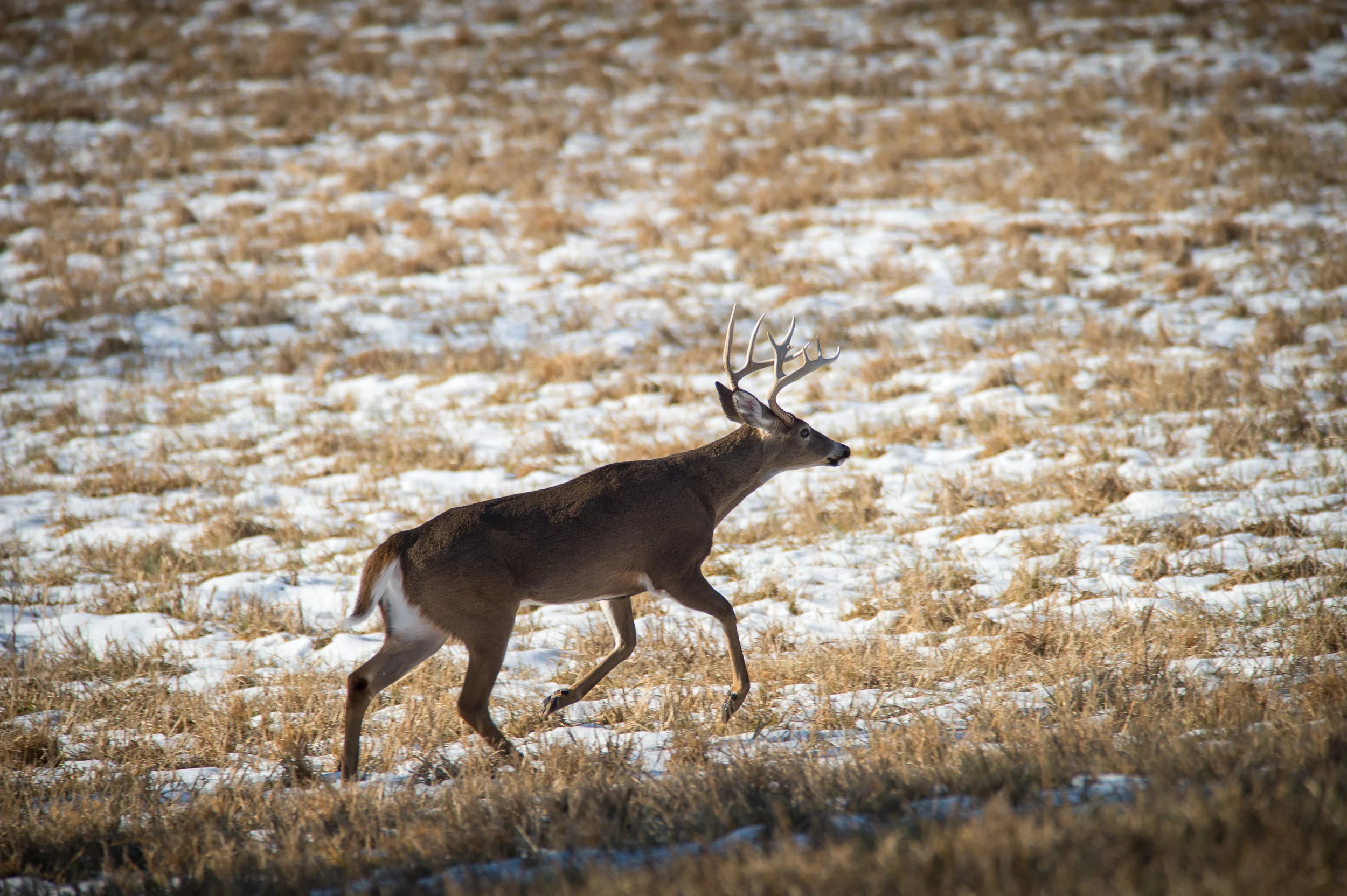 I moved to higher ground in order to capture this photo of a male whitetail deer. Thinking ahead in order to place yourself in the right spot is key to getting the photograph you envision. 1/800 @ f7.1, ISO 200.
