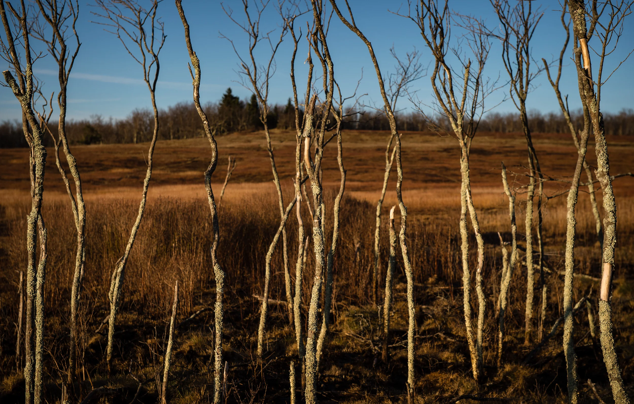 1/800 @ f7.1, ISO 200. Nikon D4S, 24-70mm at 62mm.