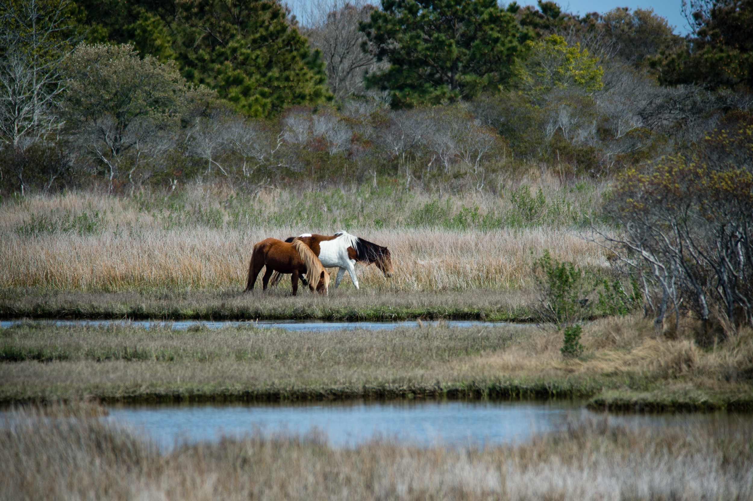 Assateague Horses. 1/2000 @ f5.6, ISO 400. Nikon D4S with a 300mm 2.8 and 2x teleconverter.