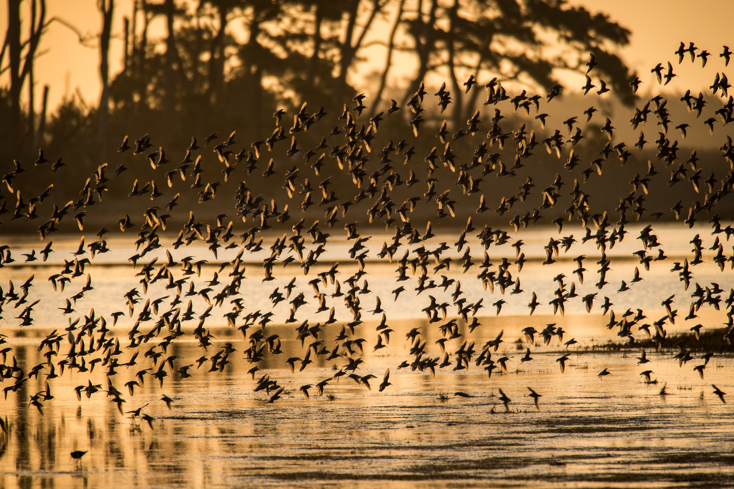 Swans Cove Pool, Chincoteague. 1/800 @ f5.6, ISO 400. Nikon D4S with a 300mm 2.8 and 2x teleconvertor.