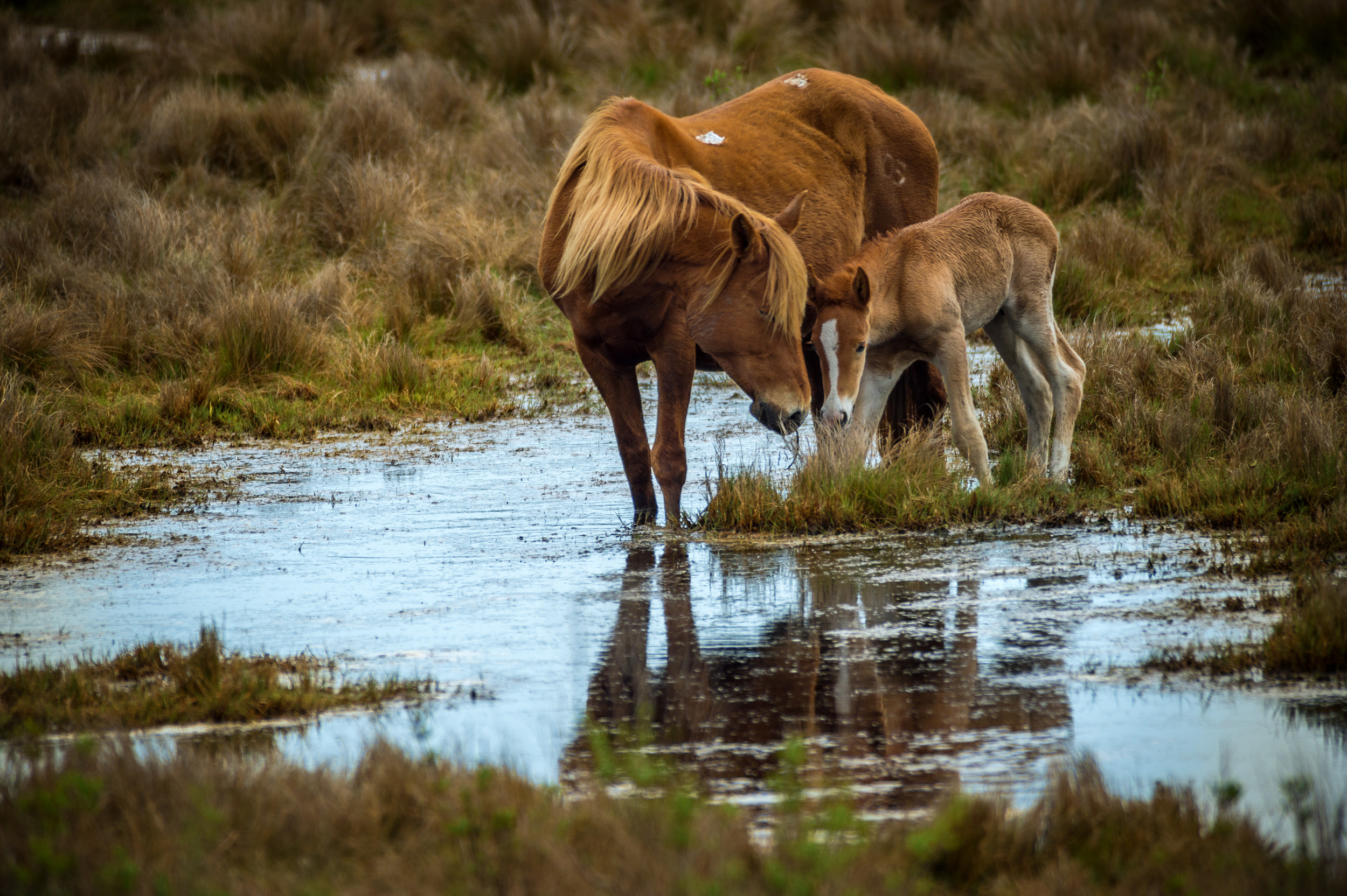 Chincoteague Ponies. 1/1600 @ f5.6, ISO 400. Nikon D4S, 300mm 2.8 with 2x teleconvertor.
