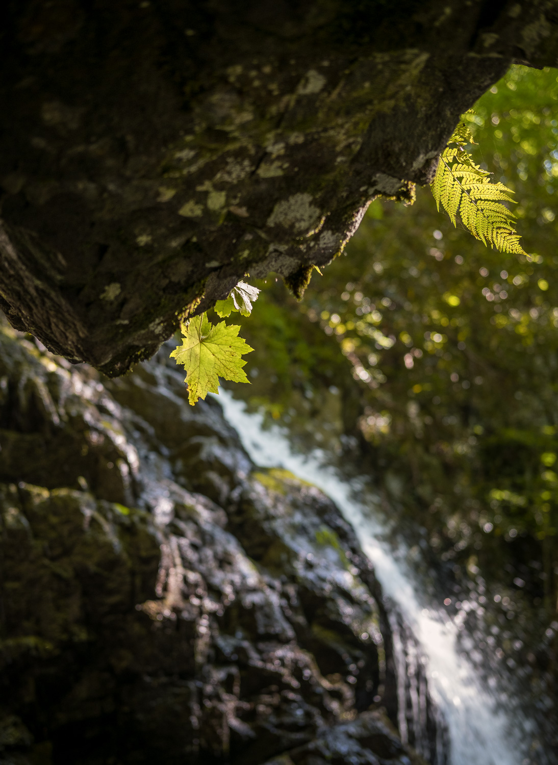 Light not great, lots of people, that's when you look for other angles. I noticed these leaves and how the strong mid-day sun made them pop. That same light also provided a nice rim light which separated the rock ledge from the background and also reflected off the water brightening the underside which kept it from going completely dark. Spruce Flats Falls is a 1.5 mile out and back hike located near the Great Smoky Mountains Institute at Treemont. Fuji X-Pro2 with 35MM. 1/100 @ f2.2, ISO 200.