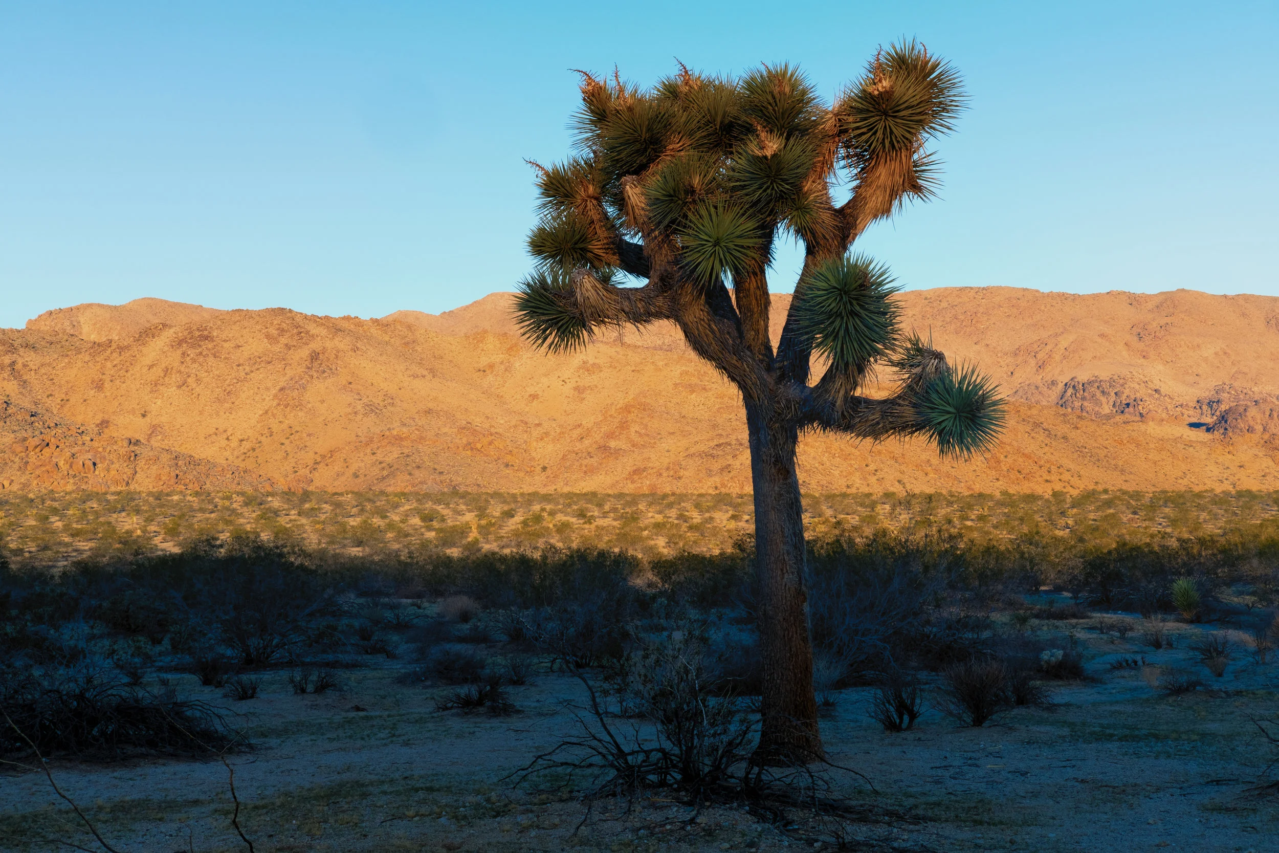 The light that appears just after sunrise is special. In this case, I liked how it made the sand colored mountains glow. I wanted something in the foreground and picked this lone josohua tree which I originally thought about shooting in silhouette, however, as the sun began to rise above the mountains behind me I knew I would have a few minutes where the sun lit the top of the tree, but before it lit me and cast my shadow into the scene. Sometimes missing the actual sunrise is fine. Fujifilm X-Pro2 with a Fujinon XF 35mm f2 R WR, 1/60 @ f14, ISO 200 .