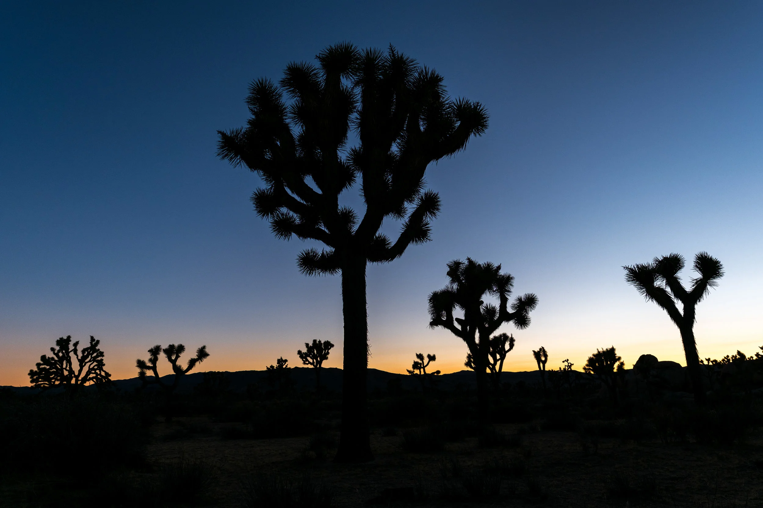 One of the best things about photographing during the winter months is that the sun sets early enough that there is still plenty of time for dinner. What is difficult, however, is with close to 800,000 acres of land, how do you find the perfect spot to photograph that sunset in Joshua Tree National Park. During my travels through the park earlier in the day, I found a section with a lot of trees, so I returned to that spot and after about 20 minutes of walking around as the sun dropped behind a distant mountain, I found a nice composition and made my final photo of the trip. Fujifilm X-Pro2 with a Fujinon XF 16mm f1.4 R WR, 1/60 @ f9.0, ISO 200 .