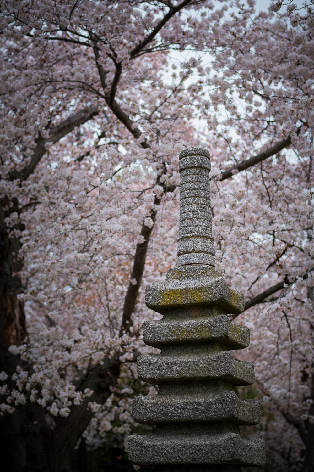 Cherry blossoms in Washington, D.C., taken with the Fuji X-Pro2 and a Fujinon XF50mm F2 R WR lens at 1/80 @ f2.8, ISO 200.