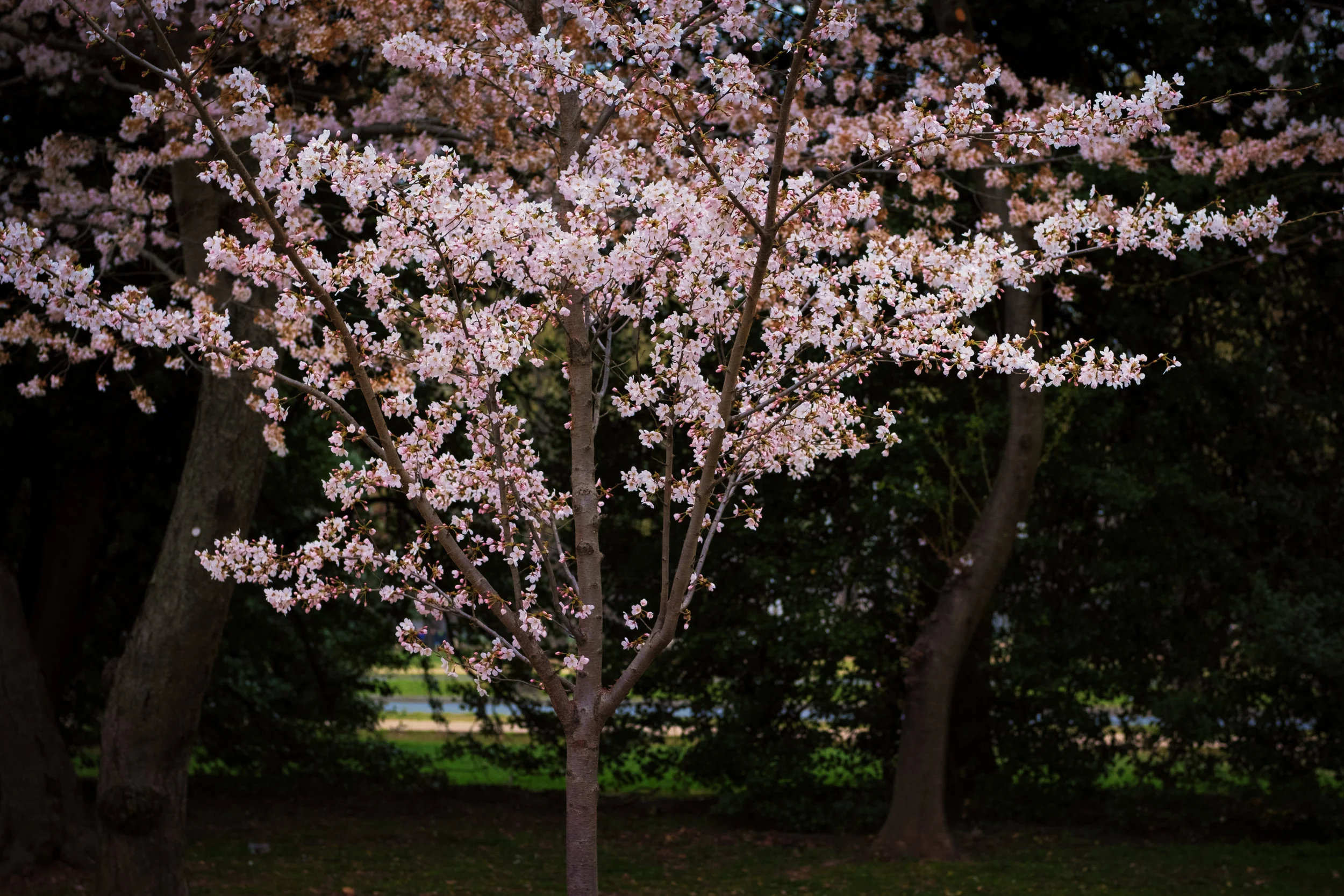 Fujinon XF50mm F2 R WR lens at 1/500 @ f3.6, ISO 400.