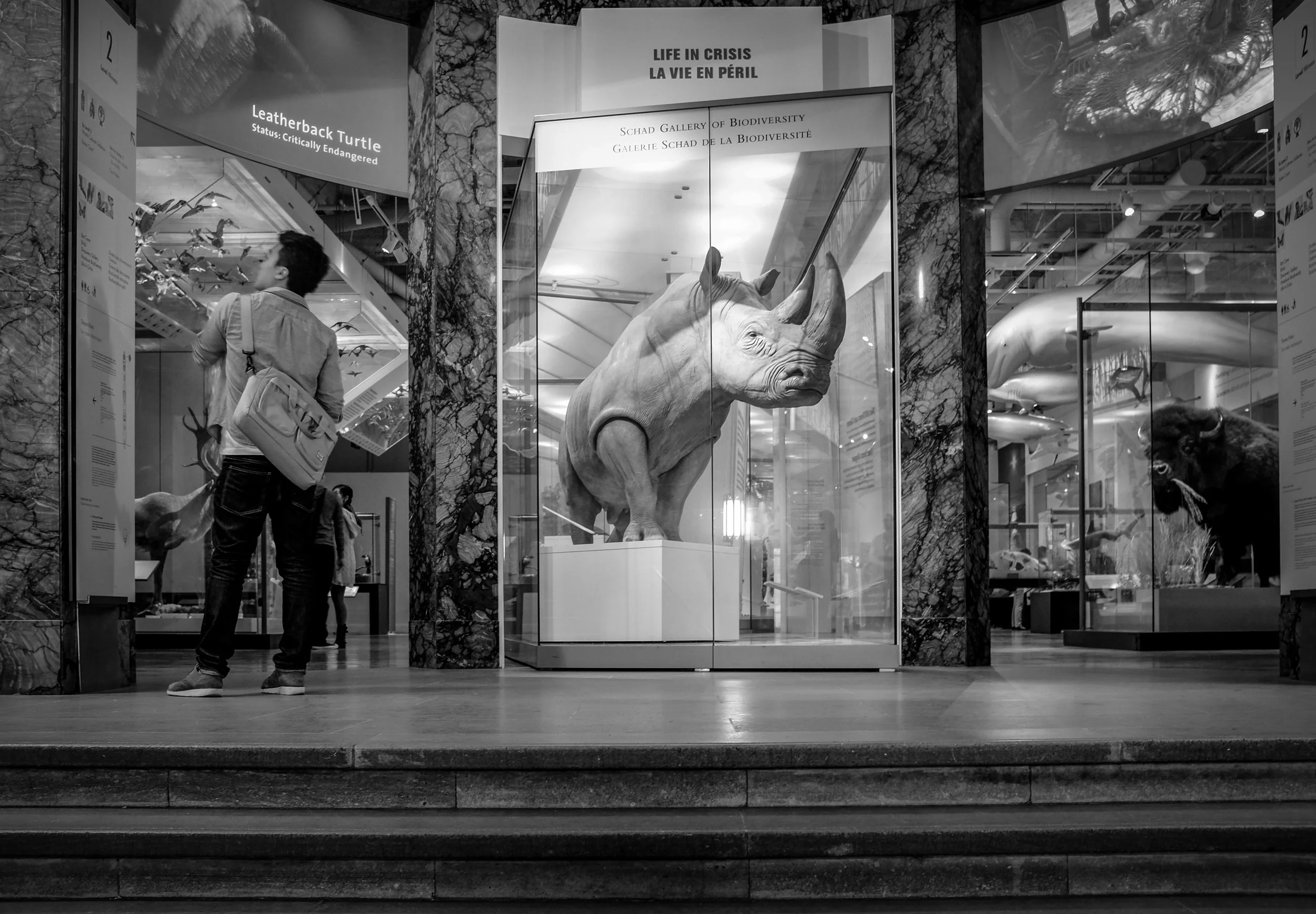 What caught my eye in this image at the Royal Ontario Museum located in Toronto, Canada, was the rhino behind glass as if it's guarding this gallery, but somehow being held back. Fujifilm X100S, 1/8 @f4.0, ISO 800.
