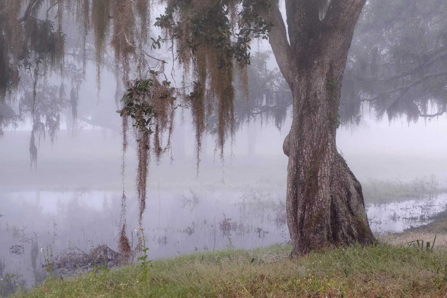 I choose to shoot a little tighter in order to emphasize the Spanish moss hanging from the tree. It's scenes like this that scream for fog. Fujifilm X-Pro2, 50mm, 1/4 @ f11, ISO 200.