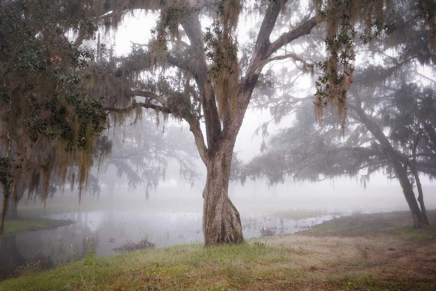 Fog softens and obscures all the distractions from the background, allowing the tree to take center stage. Fujifilm X-Pro2, 35mm, 1/13 @ f8, ISO 200.