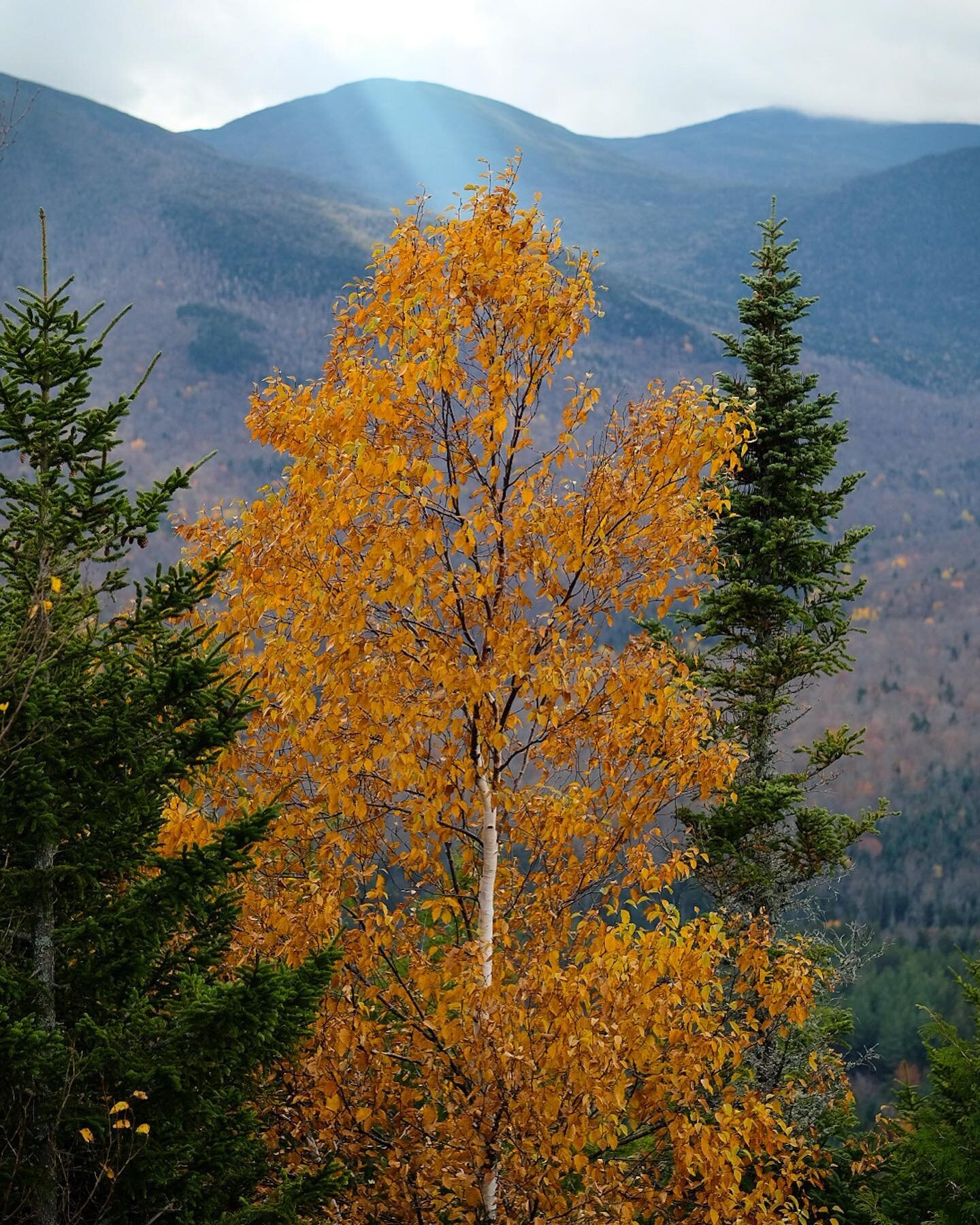 A last touch of autumn color atop Mt. Jo just outside of Lake Placid, N.Y., in the Adirondacks. #fallcolor #autumn #leaves #adirondacks #adirondackloj #mtjo #fujifilmxseries #xpro2