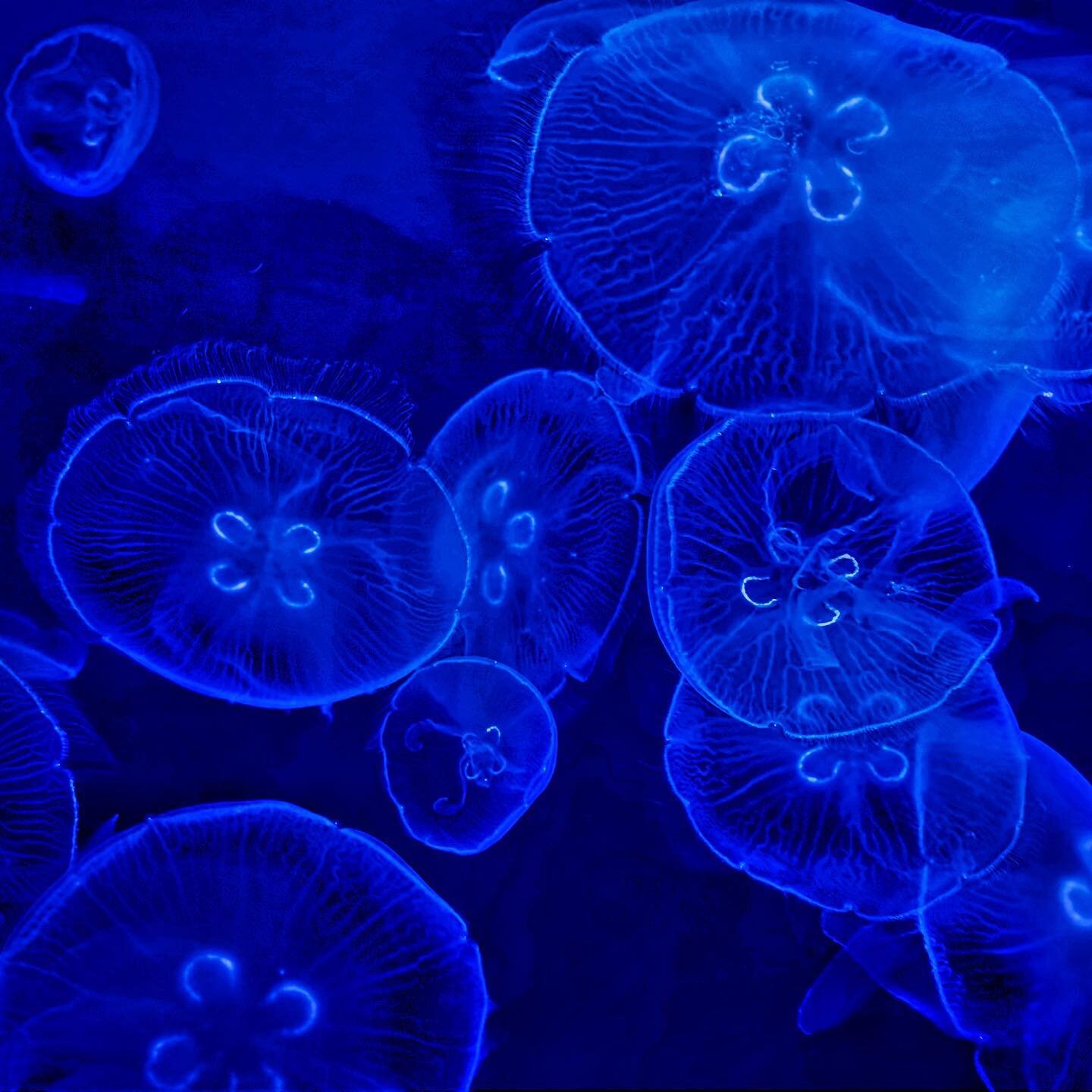 Moon Jellyfish @adventureaquarium in New Jersey. #monochrome #sealife #aquarium #camden