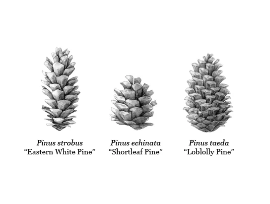 Detailed Illustrations of various pinecones ( Pinecones by Courtney Khail)