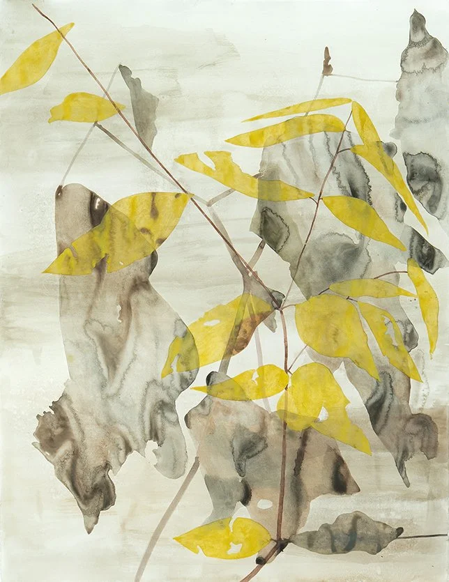 Spreading Dogbane, sp̓ip̓c̓n̓, “little sp̓ic̓n̓”, (Apocynum androsaemifolium).
Ink and paint made with fireweed, goldenrod, blue elderberry, and carbonized earth pigments on paper. Materials collected at Monument Creek Wildfire (clearcut R14738) on S