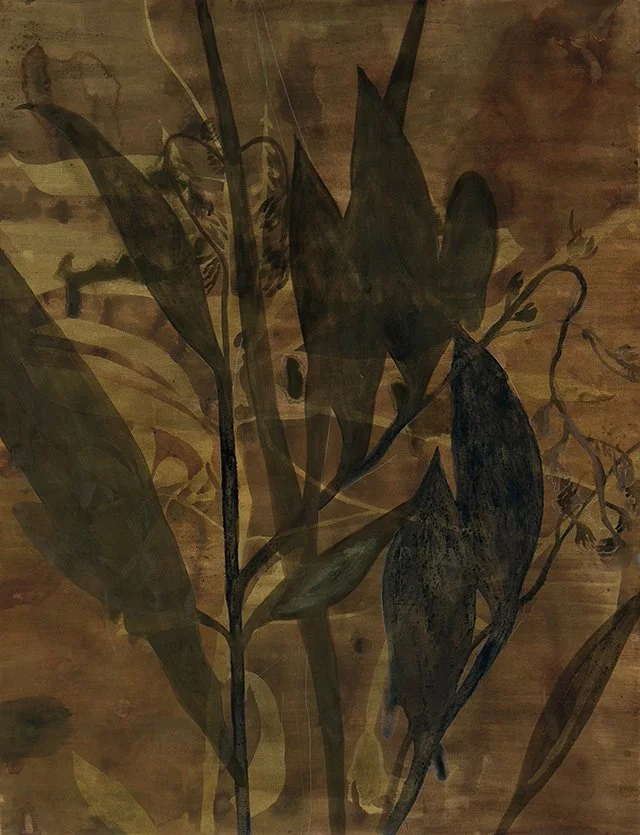Common Comfrey, (Symphytum officinale).
Ink and paint made from charcoal, saddened goldenrod, alizarin, Scouler’s willow, and goldenrod on paper. Materials collected at Monument Creek Wildfire (clearcut R14738) on Sn̓ʕay̓ckstx/Sinixt Territory.
50" x