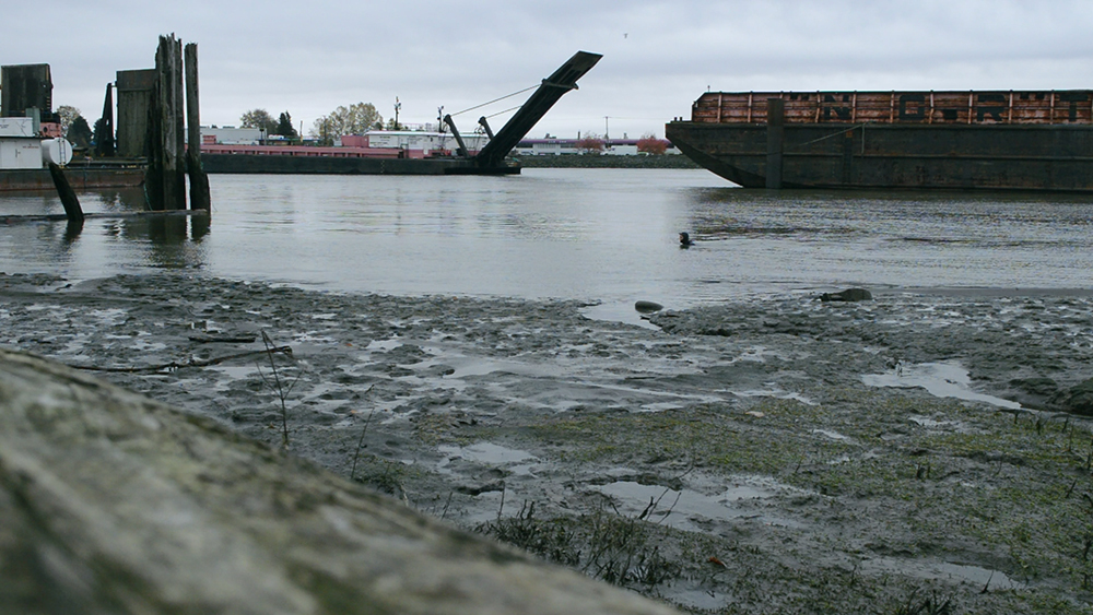 Mitchell Island, Fraser River | video still | 2015