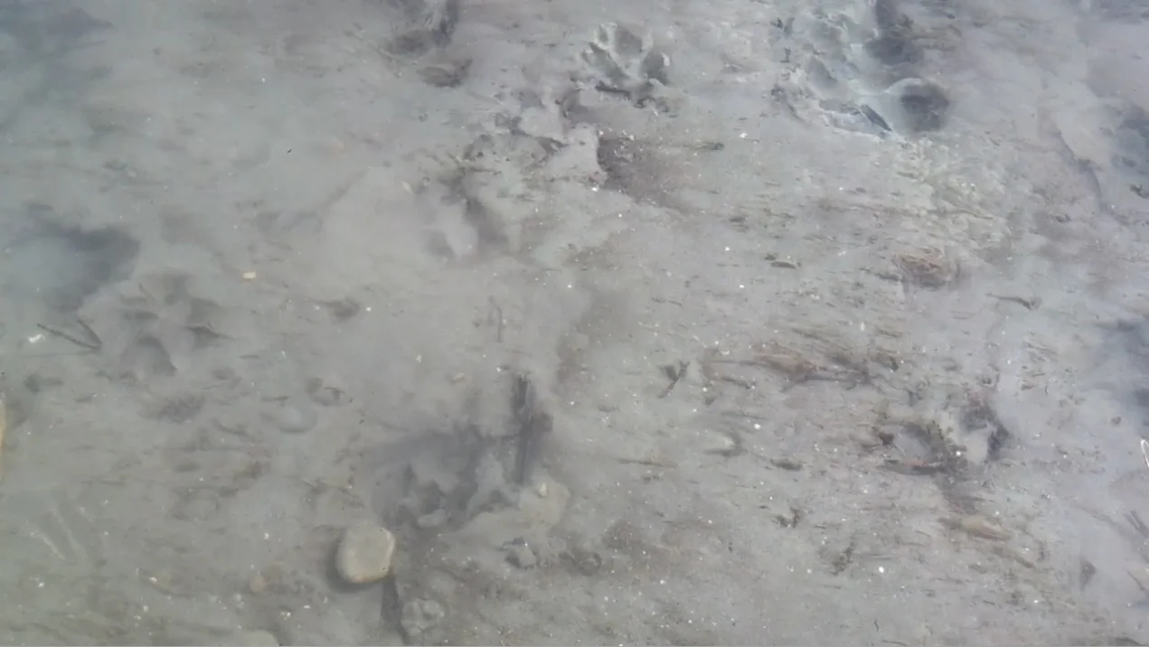 Columbia's Source, Canal Flats BC | Video Still | 2017