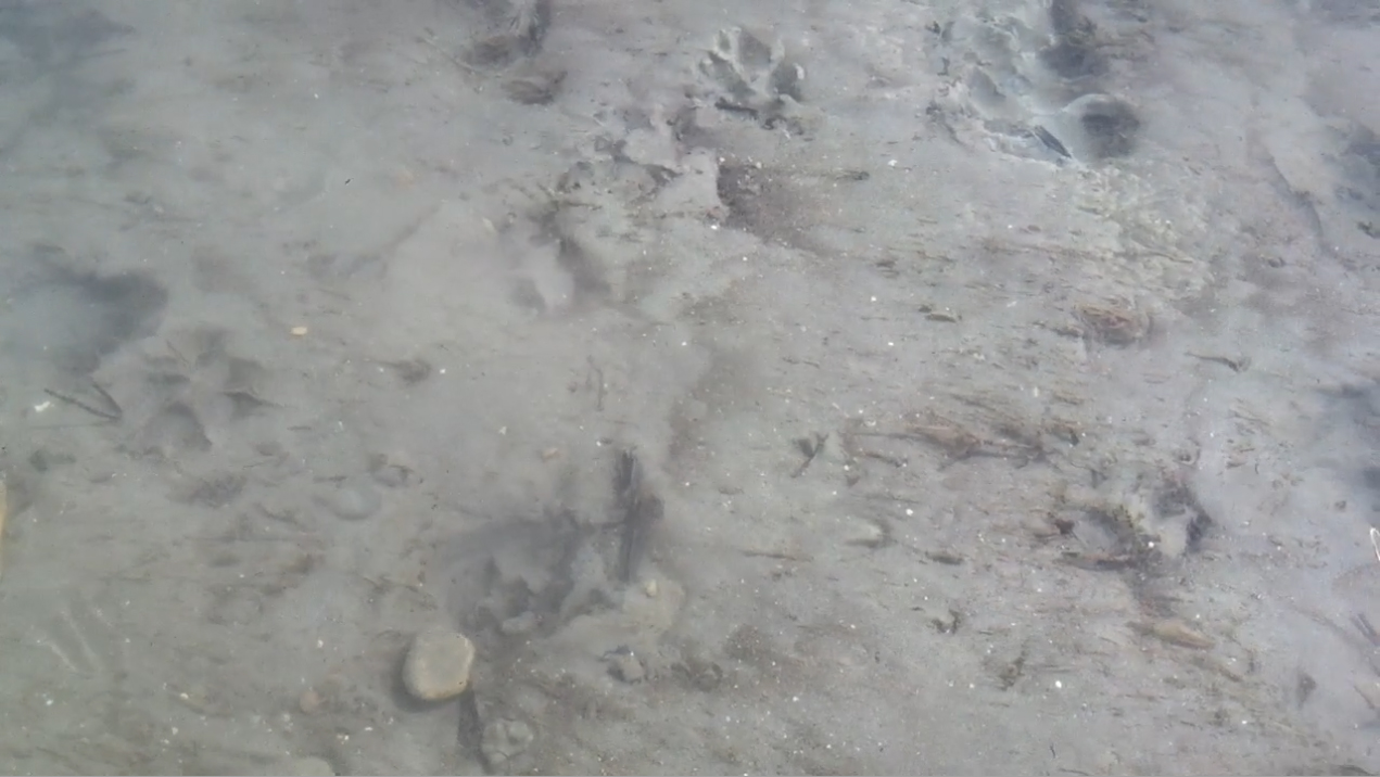 Columbia's Source, Canal Flats BC | Video Still | 2017