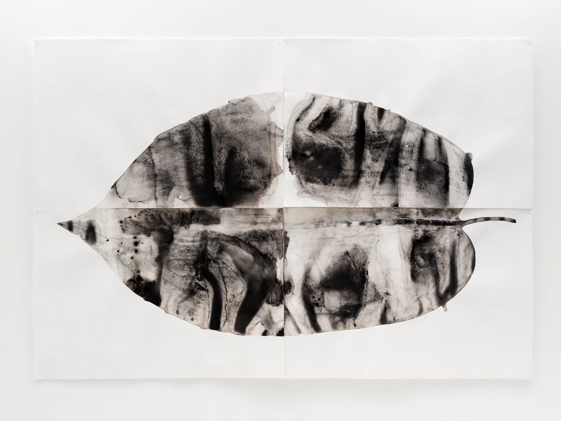 Broad Leaf | found coal, charcoal and graphite on paper | 60” x 88” | 2019