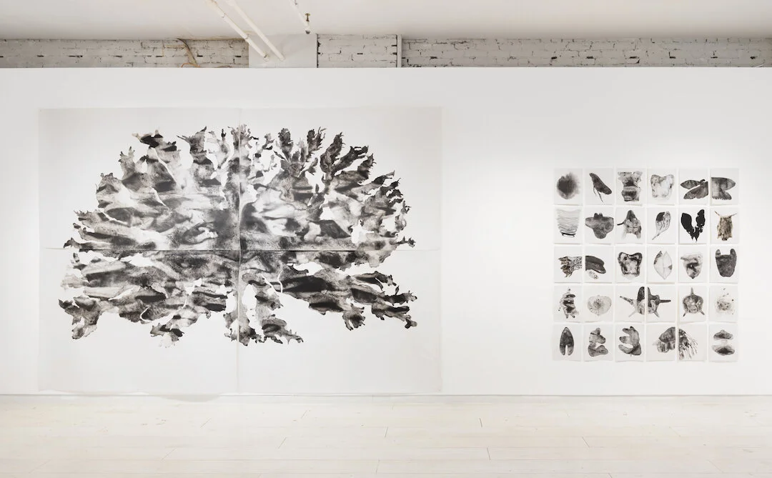 Installation view | Access Gallery, Vancouver BC | found coal, charcoal and graphite on paper | 2019