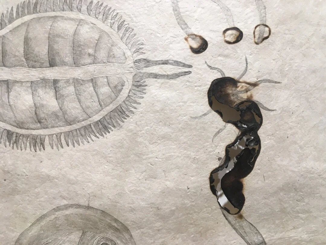   Linnea (recording loss),  experiment detail, 2021     