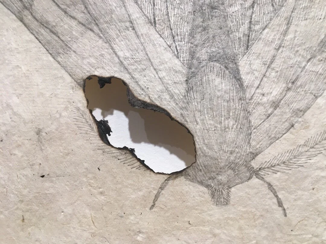   Linnea (recording loss),  experiment detail, 2021     