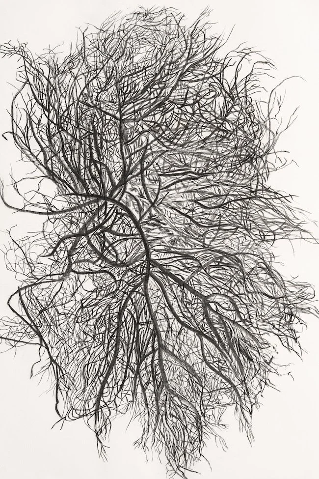 Fishbone Lichen, found wildfire-derived charcoal (from Lemon Creek Wildfire site, BC) on rag paper, 30’’ x 44’’, 2020
Image: Kenton Doupe