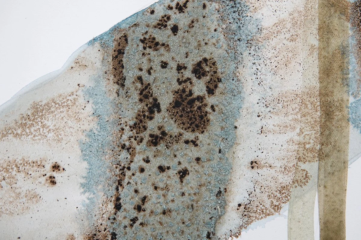  Bull Kelp, detail image, 2024        