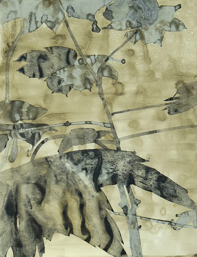 Devil’s Club, x̌aʔx̌aʔx̌íɬp, “sacred plant”, (Oplopanax horridum).
Ink made from Oregon grape, Scouler's willow, charcoal, and saddened blue elderberry on paper. Materials collected at Monument Creek Wildfire (clearcut R14738) on Sn̓ʕay̓ckstx/Sinixt